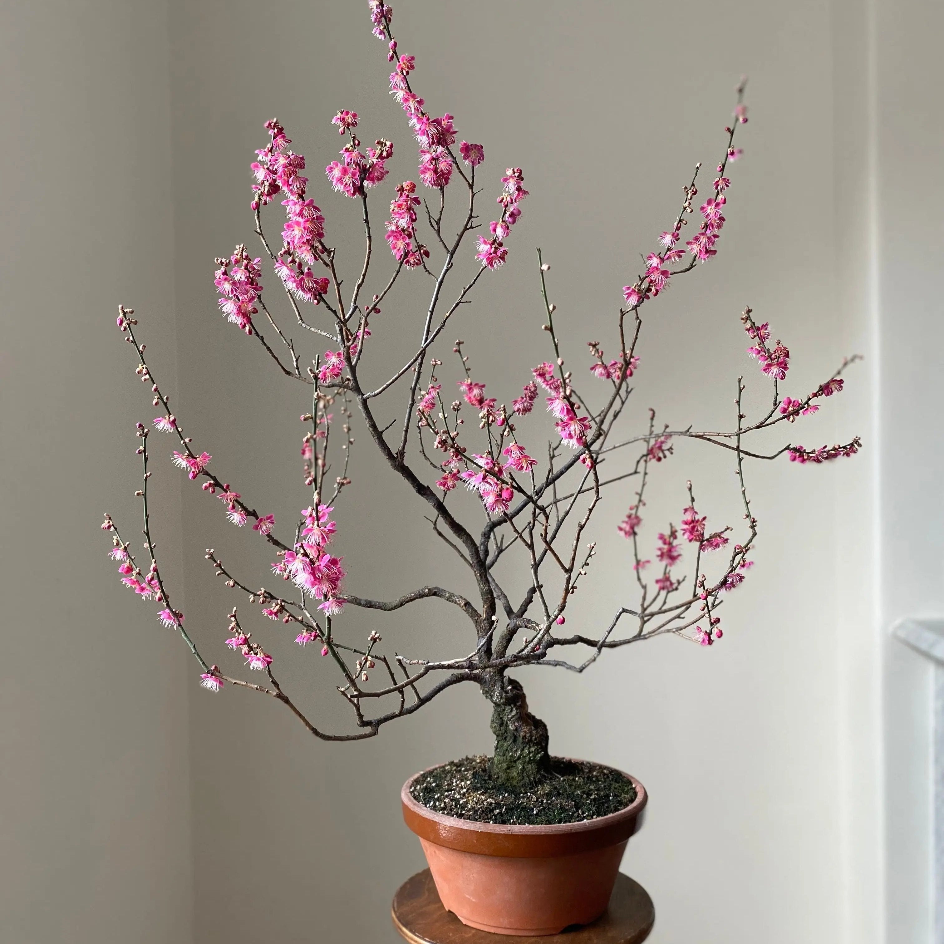 Prunus mume #7 'Hibai' Canada Bonsai