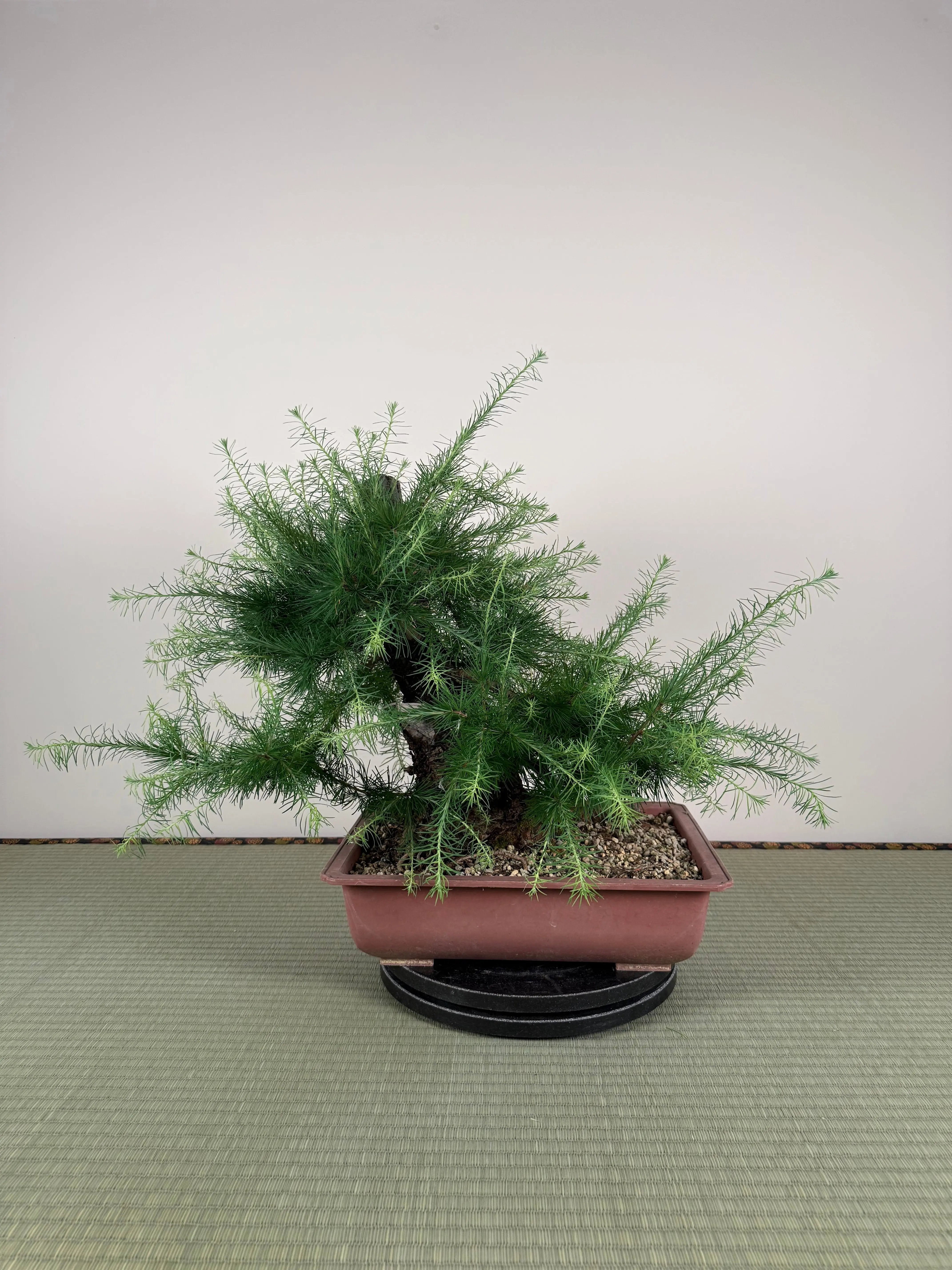 Larix Canada Bonsai