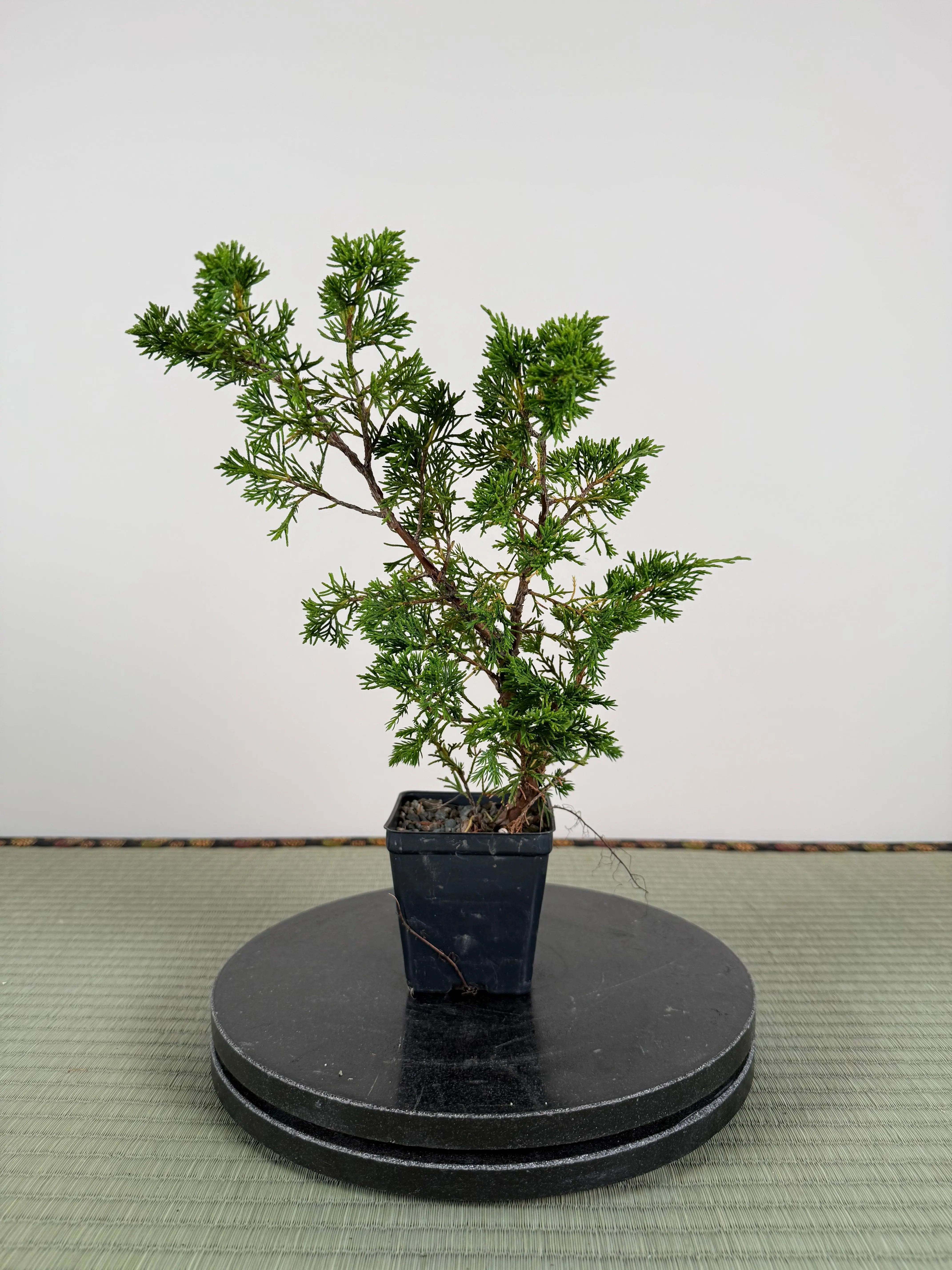 Juniperus chinensis Itoigawa Canada Bonsai