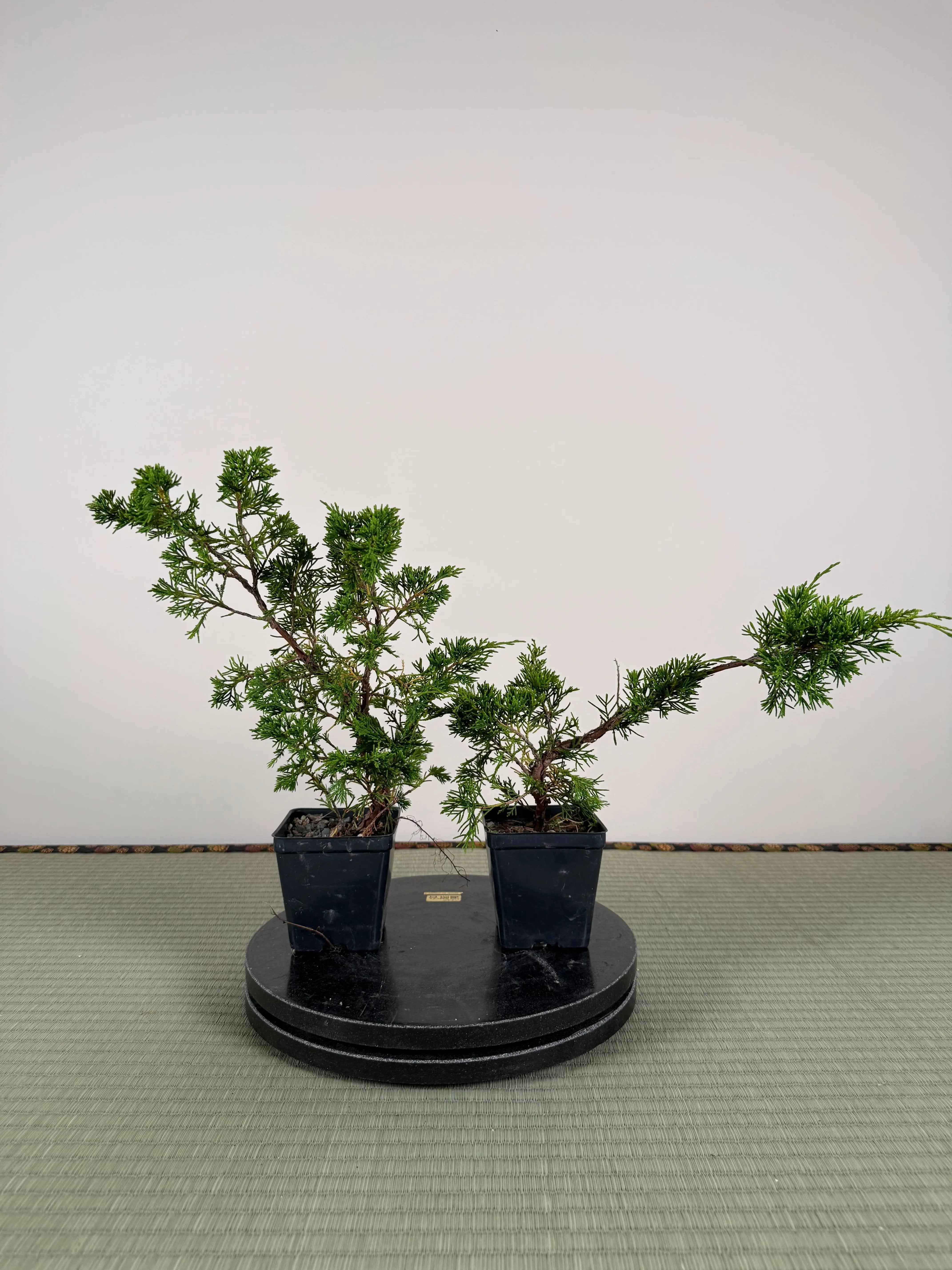 Juniperus chinensis Itoigawa Canada Bonsai