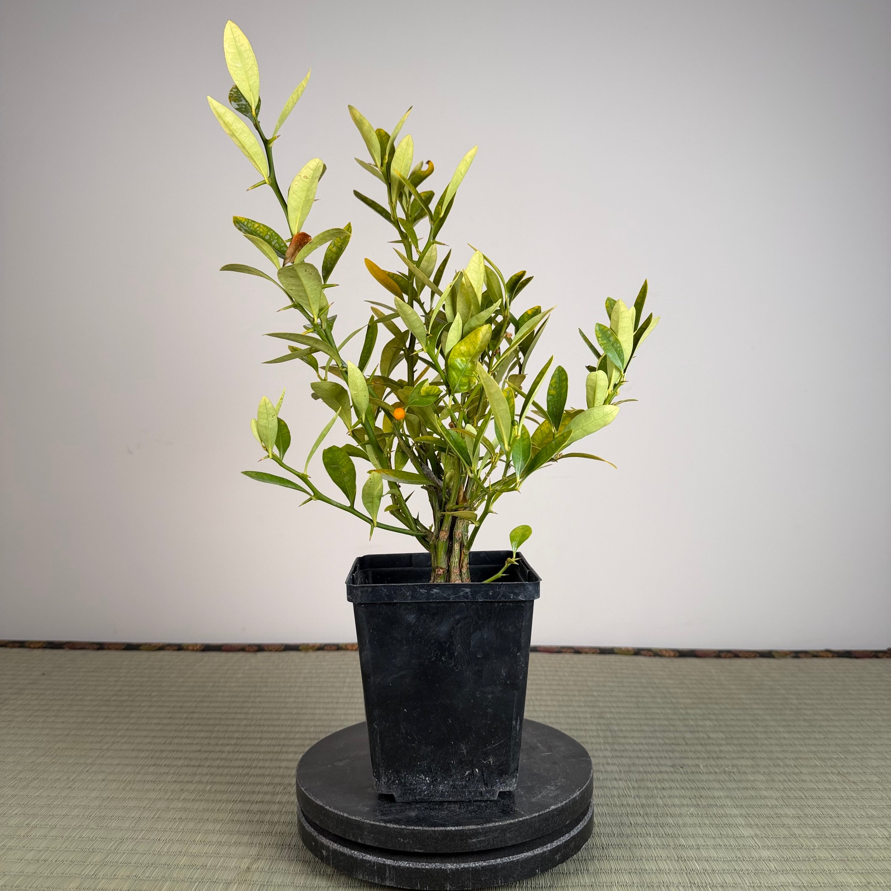 KUMQUAT DE HONG KONG