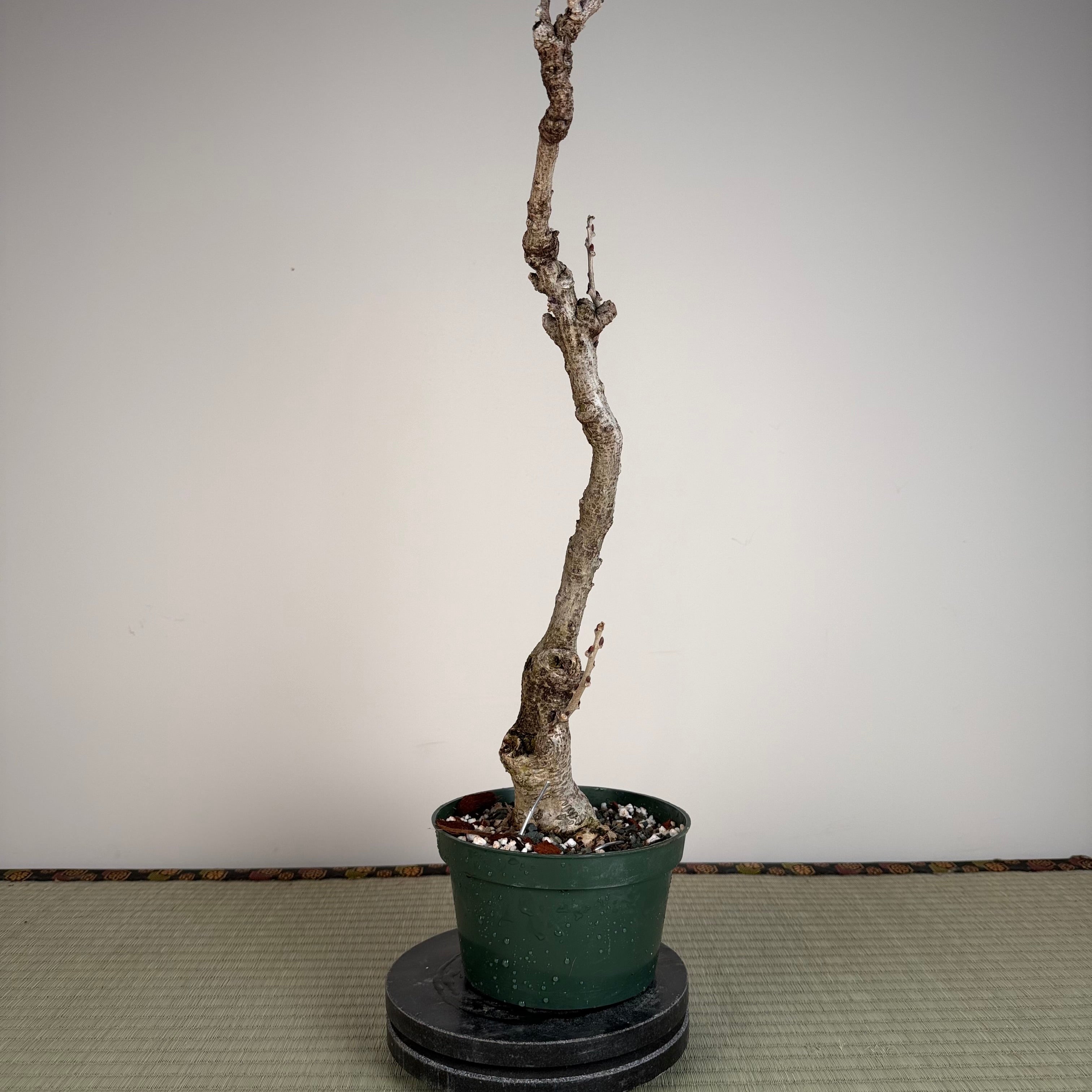 Wisteria floribunda
