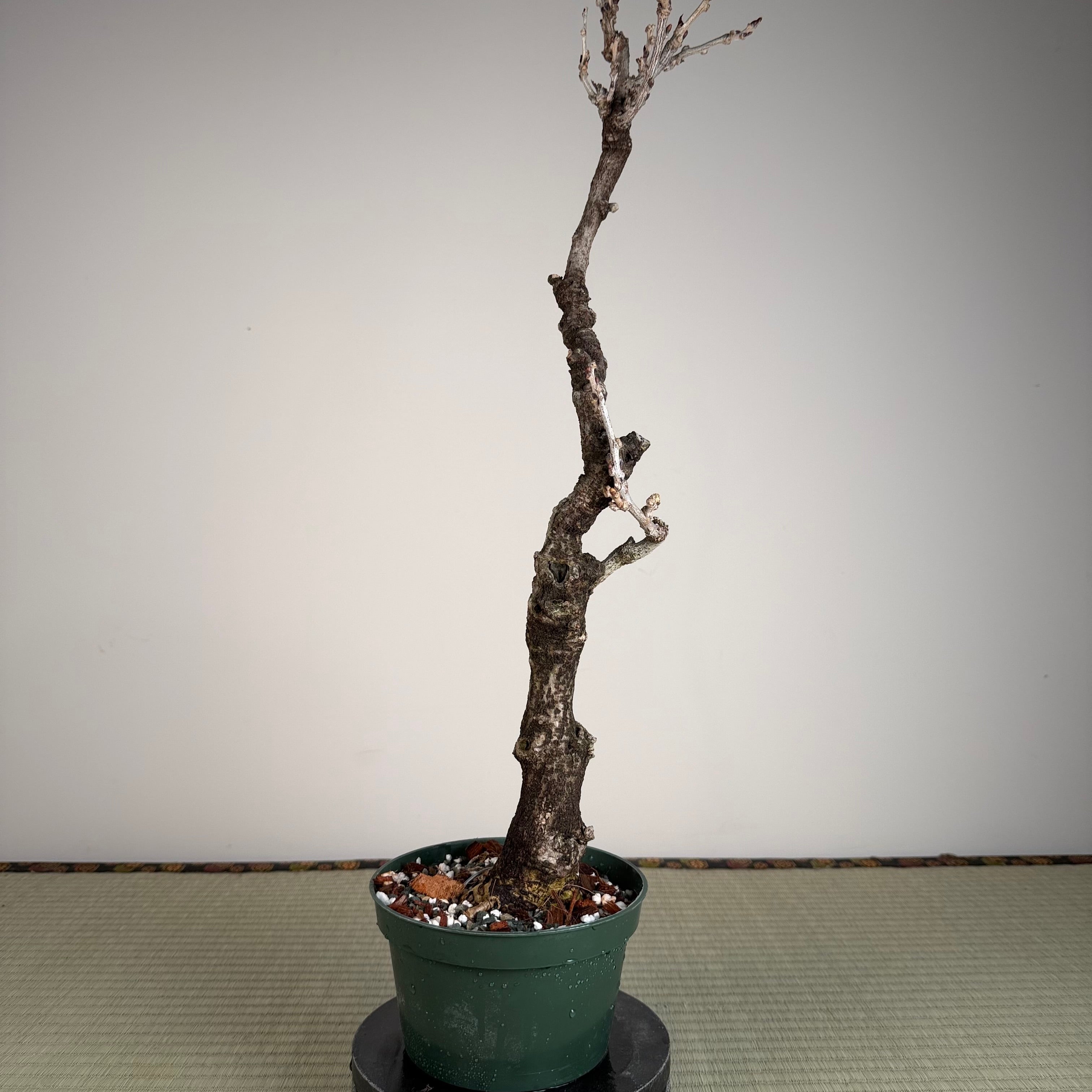 Glycine floribunda