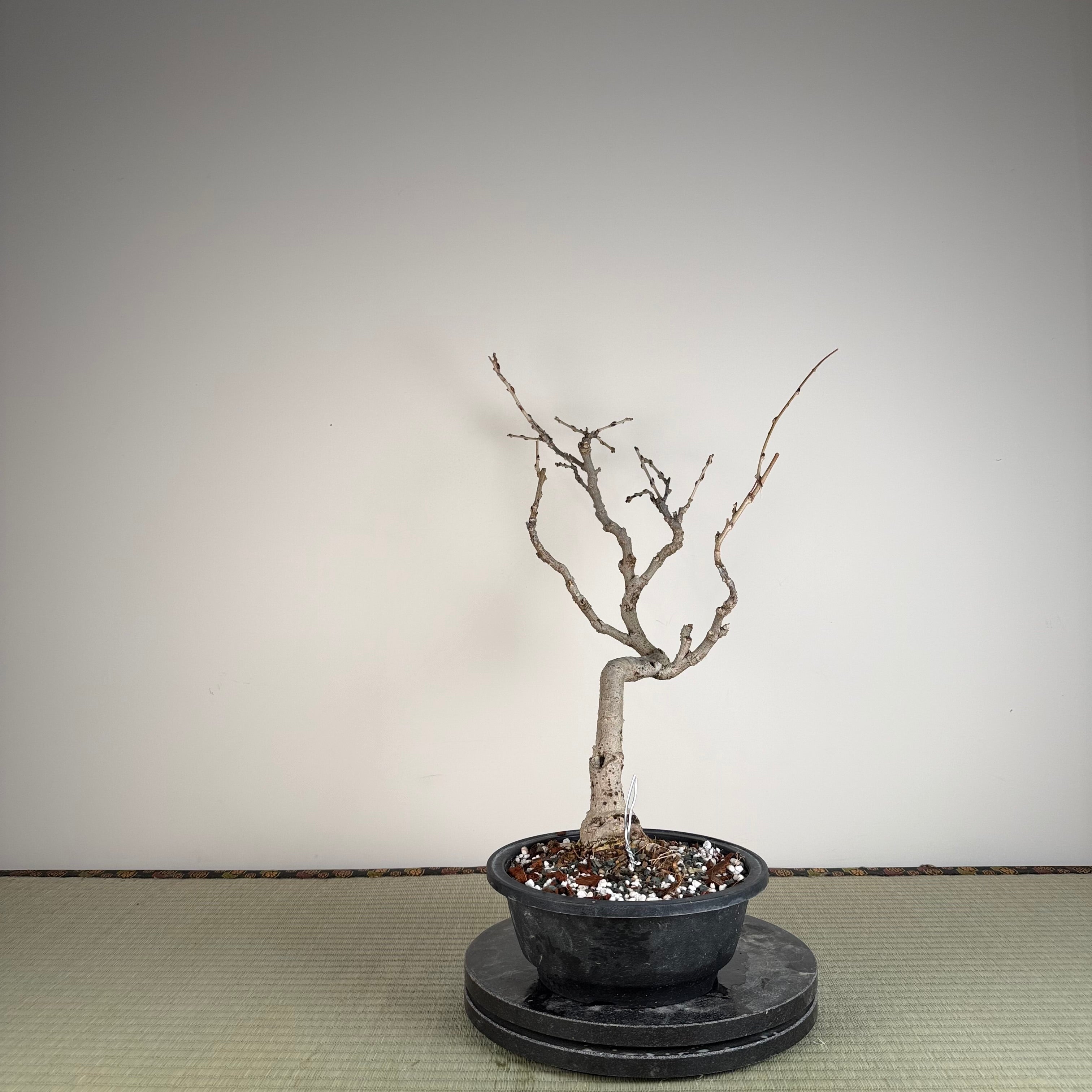 Glycine floribunda (blanche)