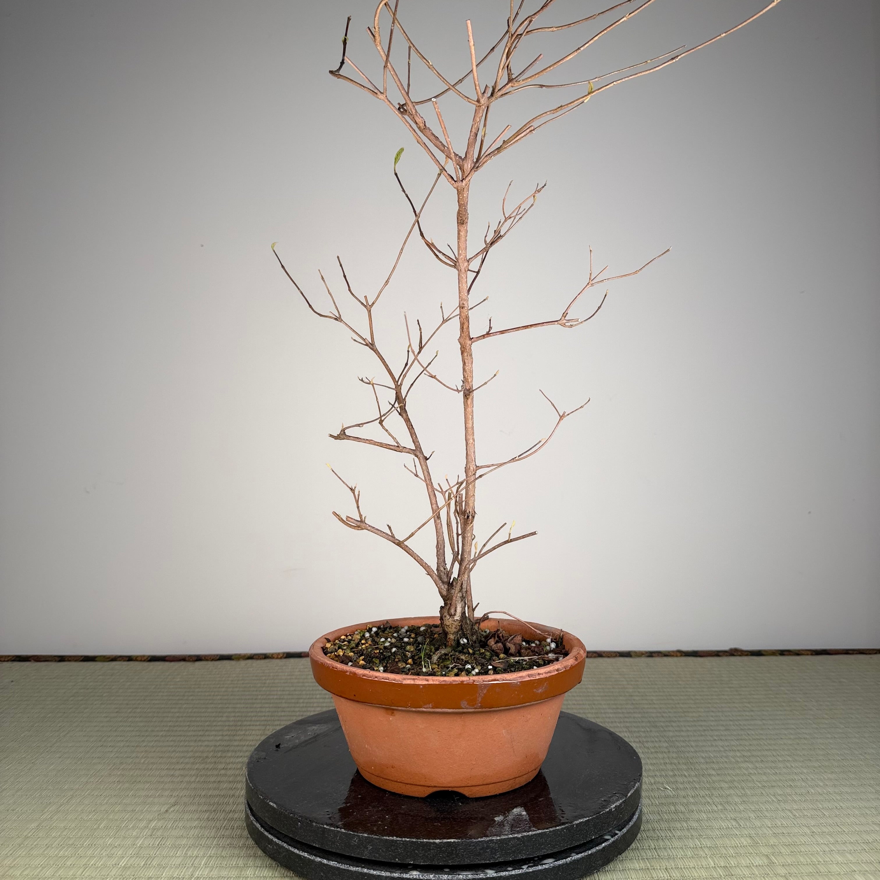 Callicarpa japonica
