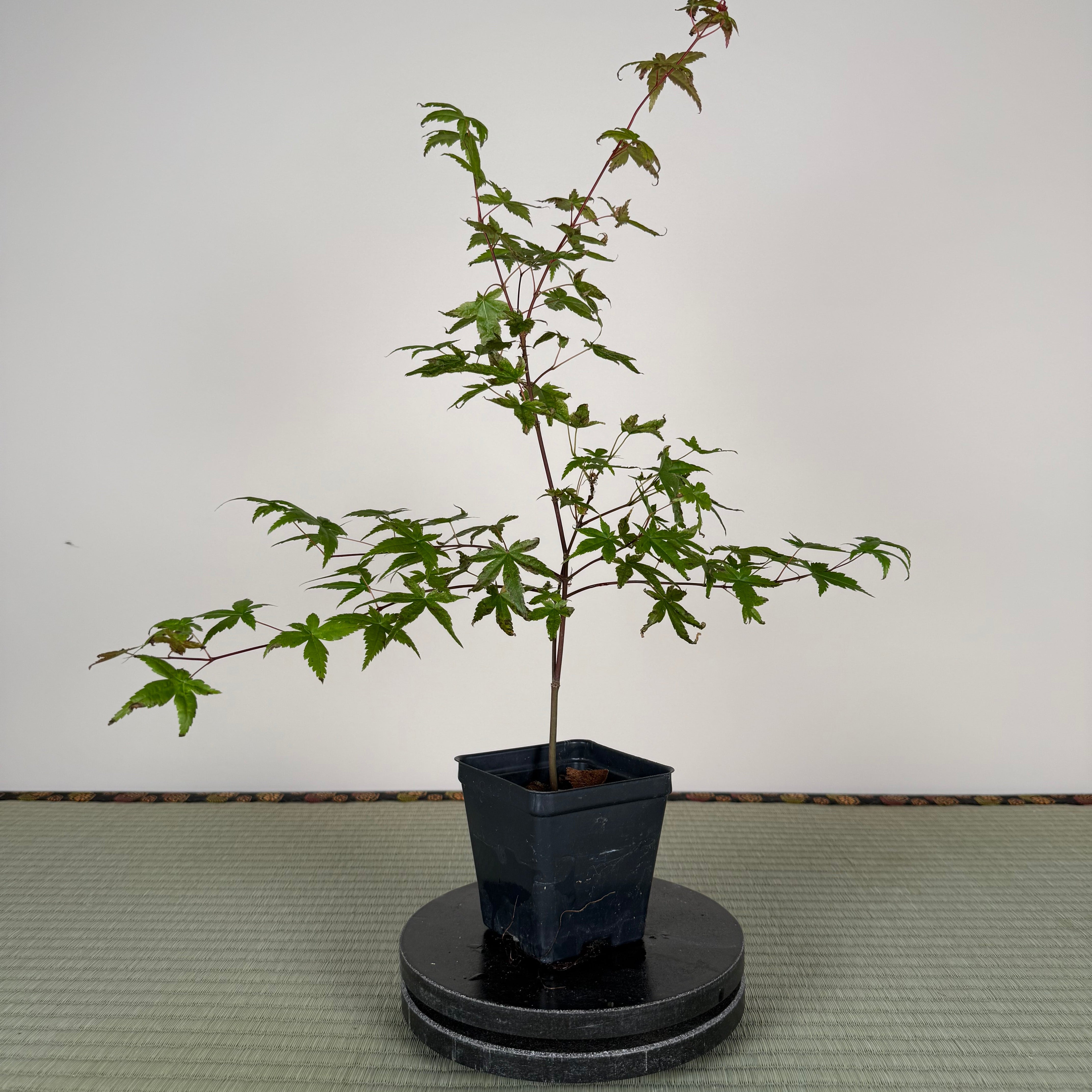 Base Kit with Outdoor Bonsai