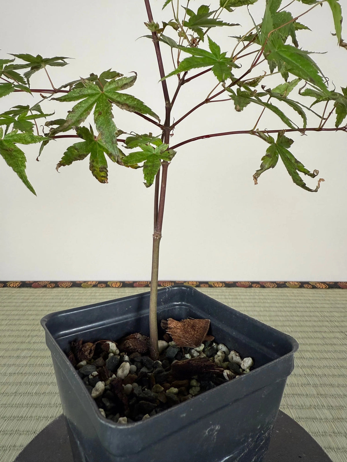 JAPANESE MAPLE Canada Bonsai