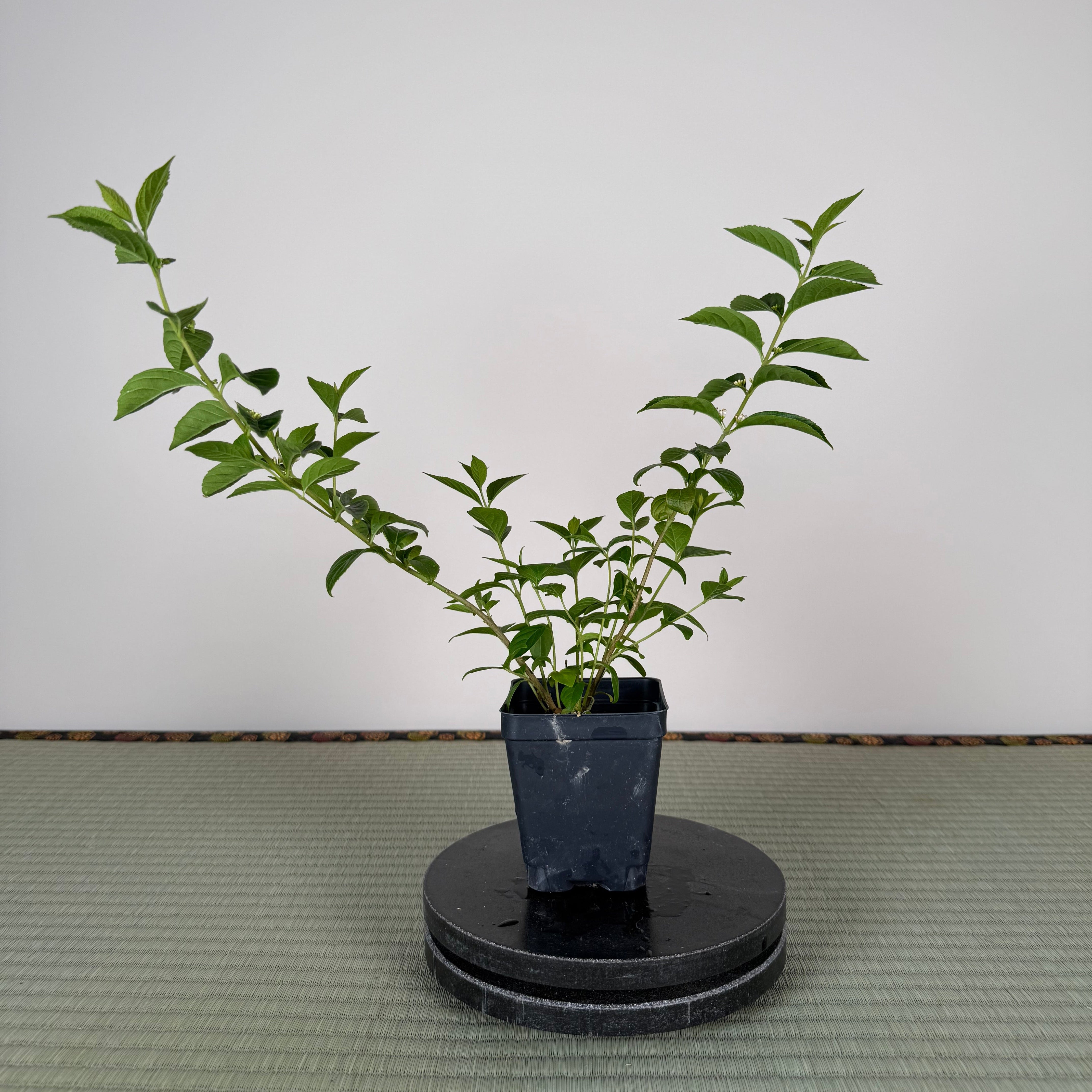 Base Kit with Outdoor Bonsai