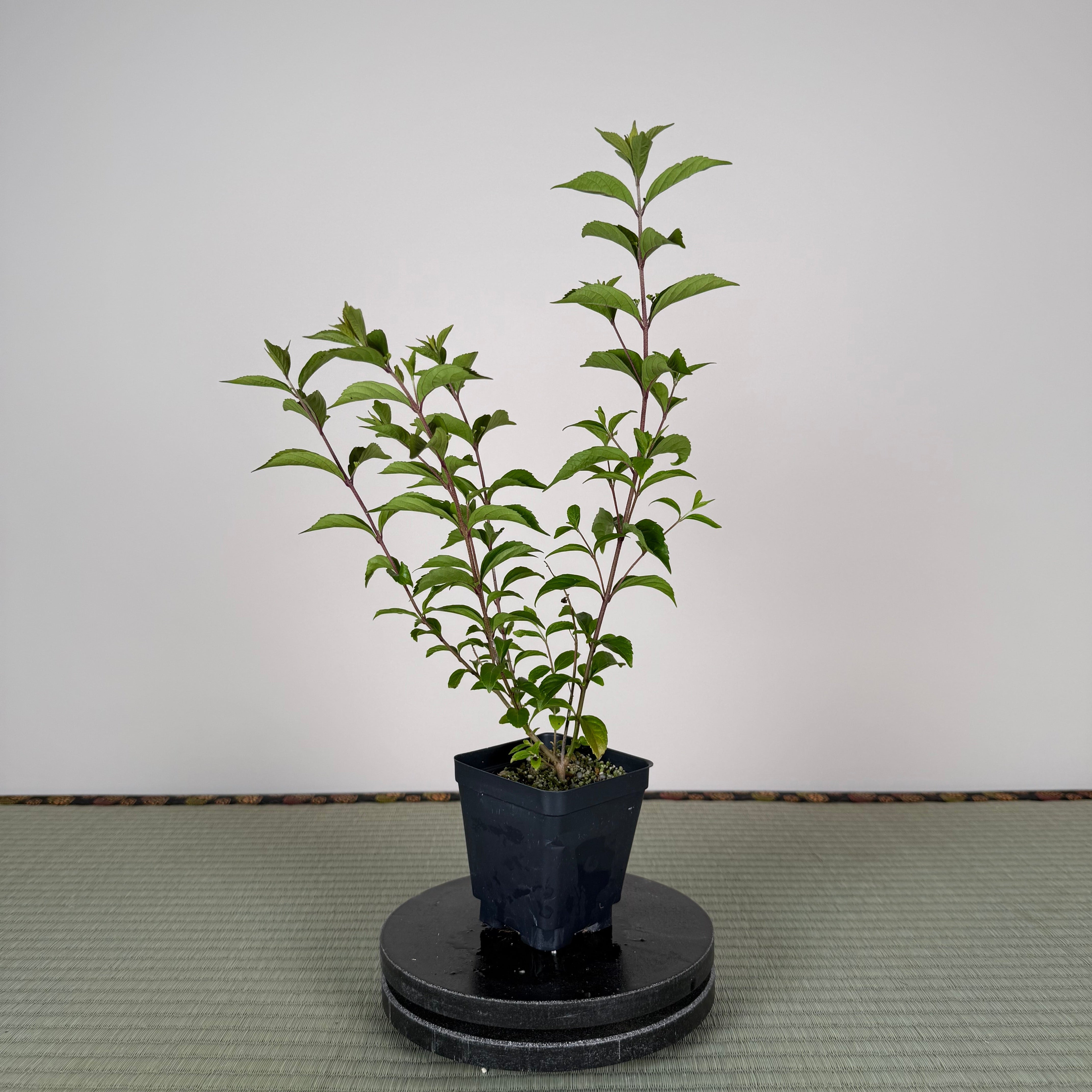 Base Kit with Outdoor Bonsai