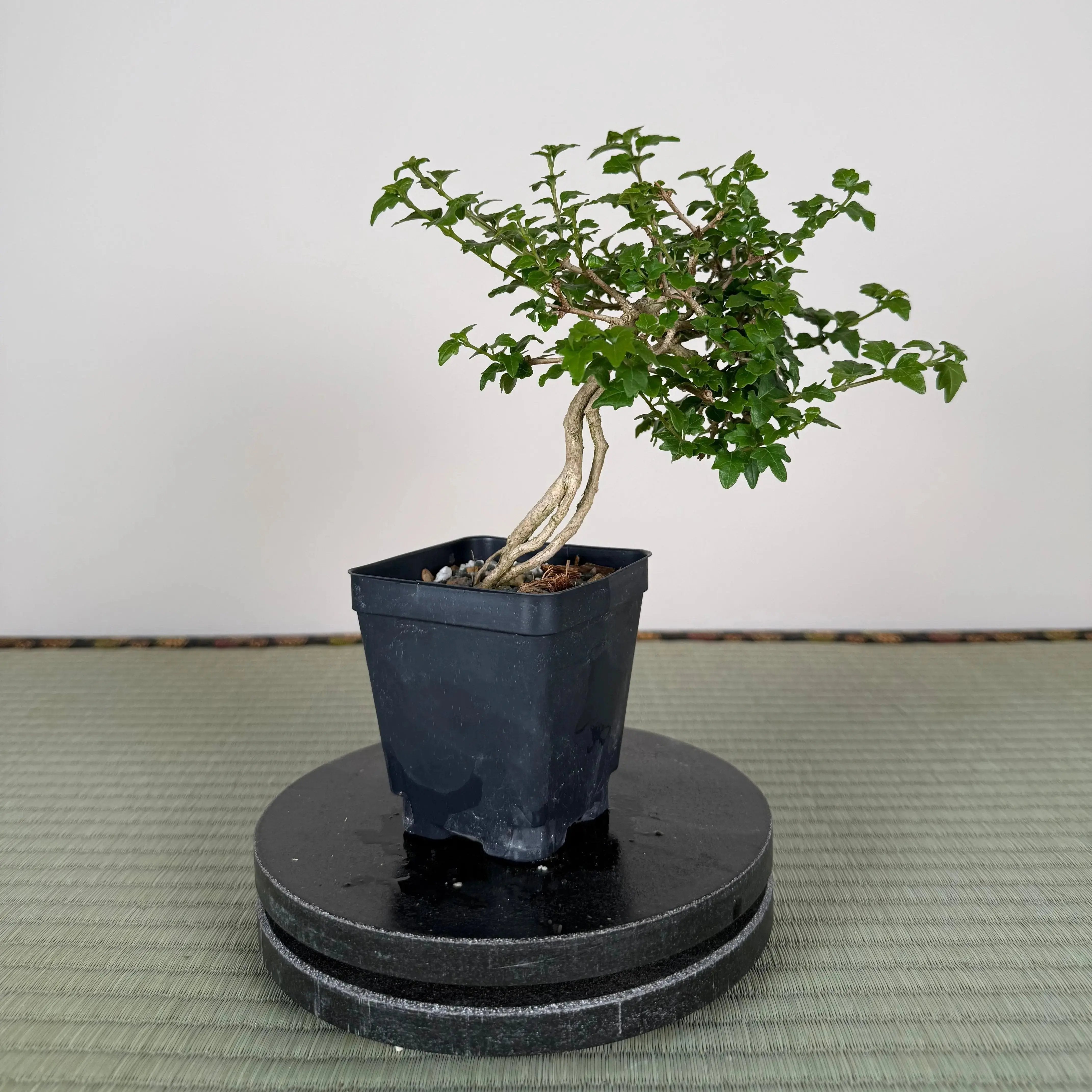 Base Kit with Outdoor Bonsai Canada Bonsai