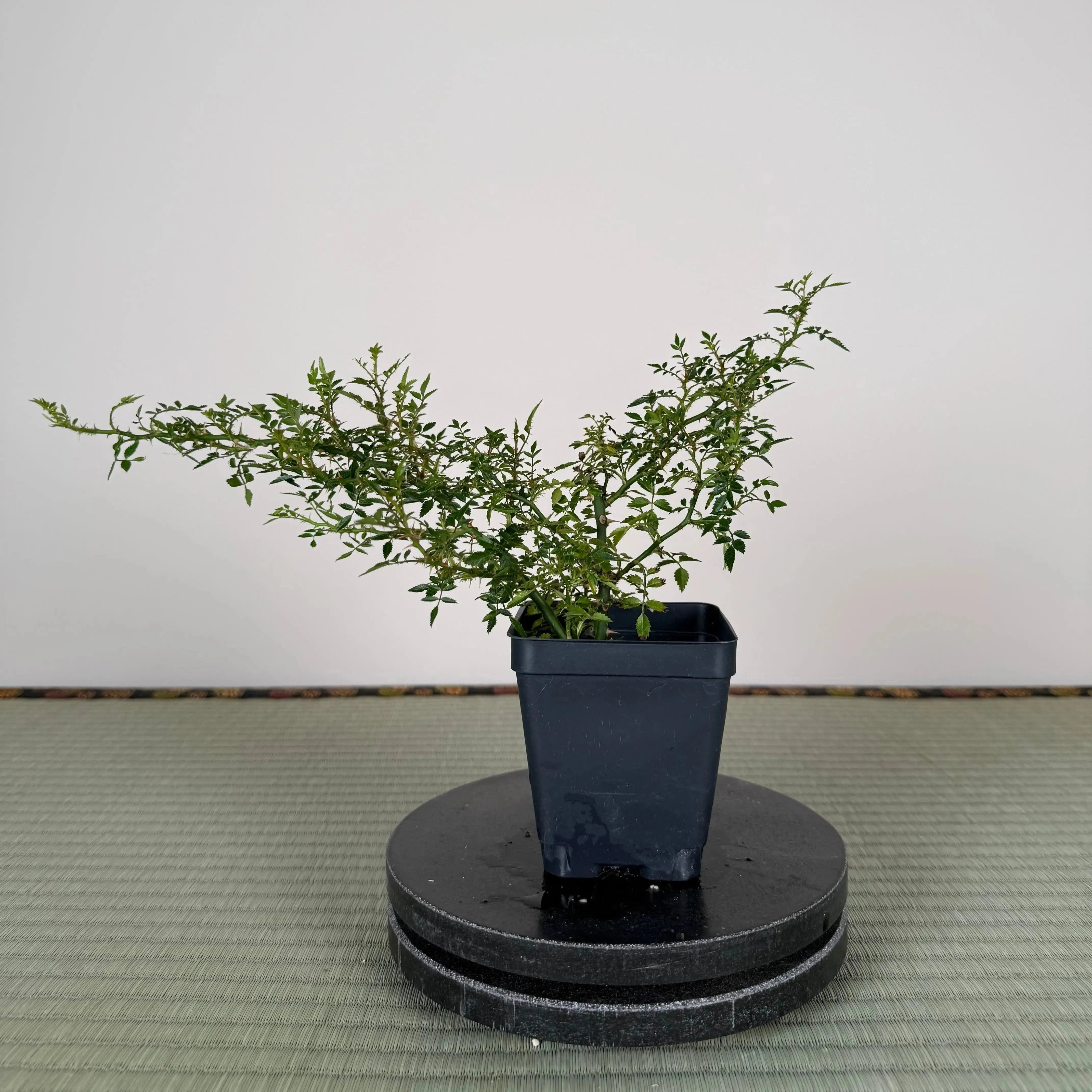 Base Kit with Outdoor Bonsai Canada Bonsai