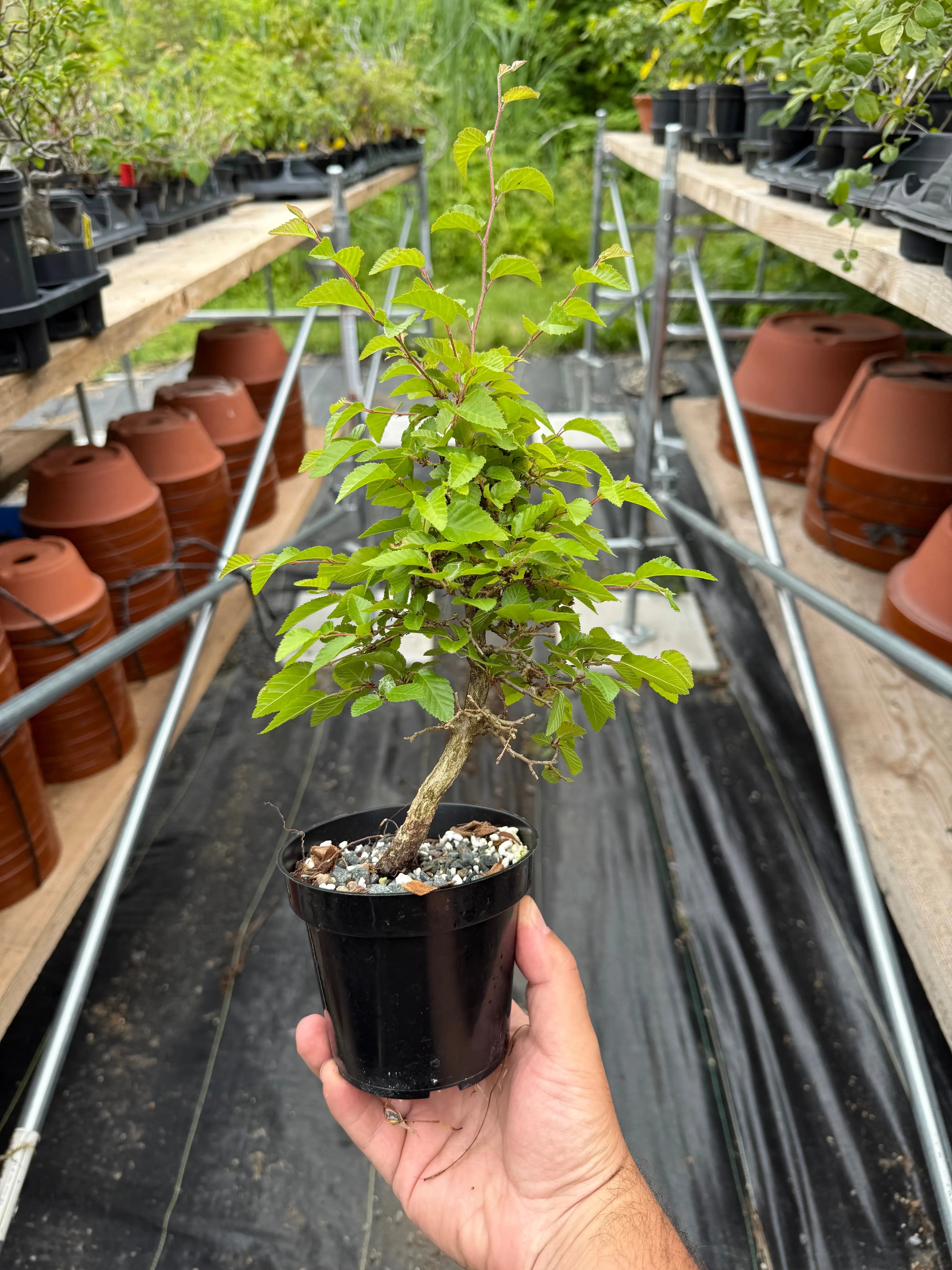 Carpinus turczaninowii Canada Bonsai
