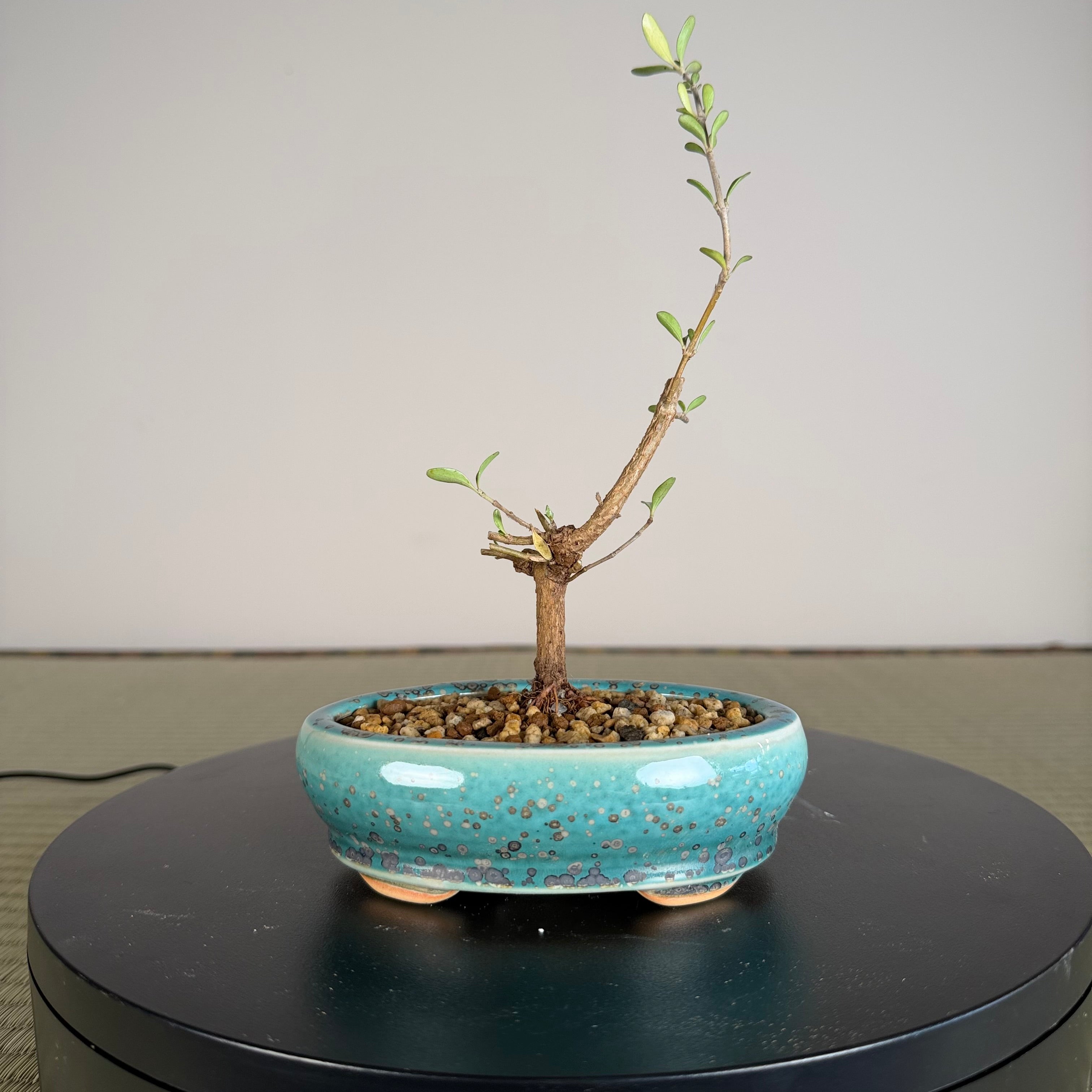 Mirror Bush
