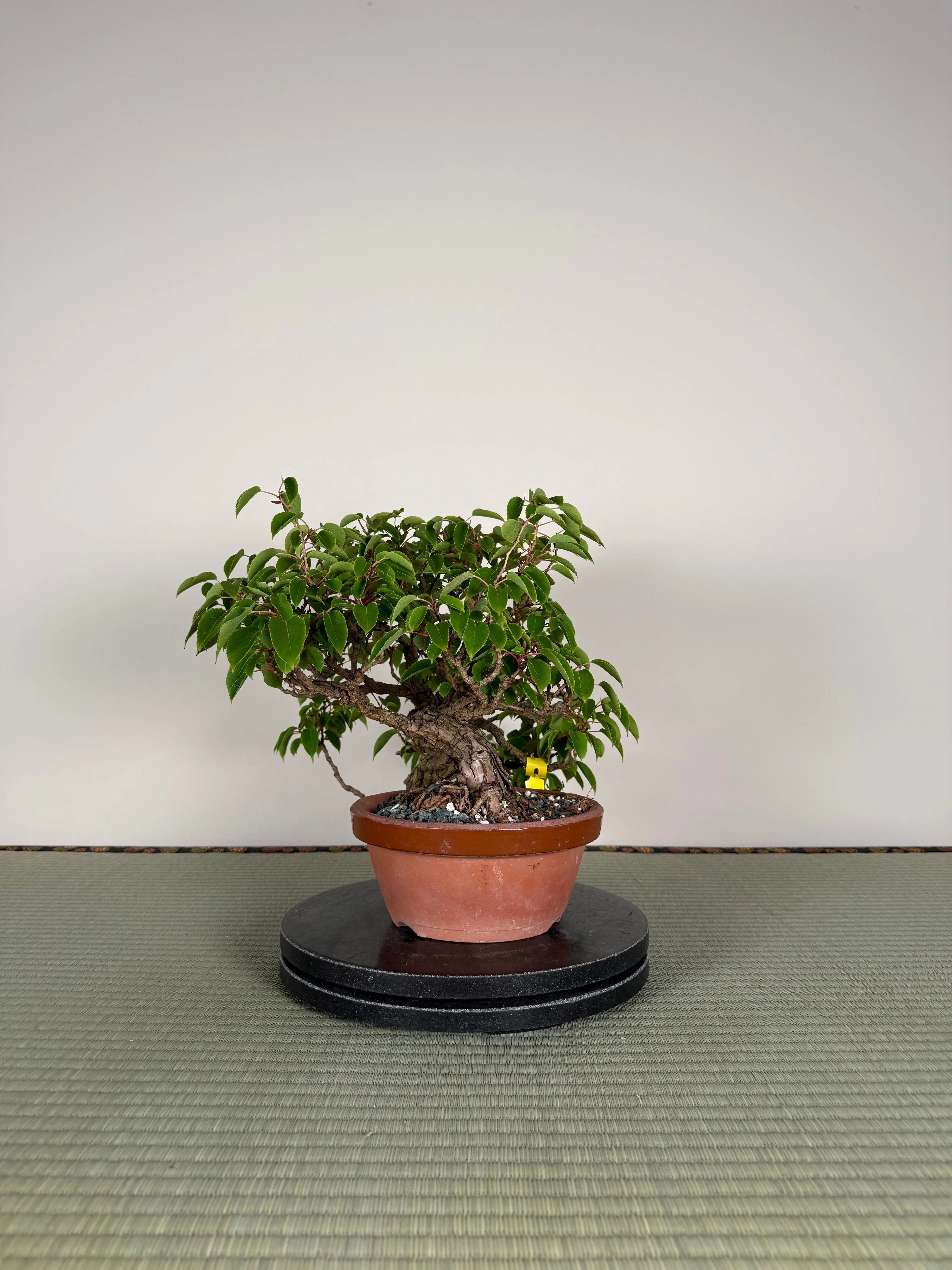 Actinidia arguta Canada Bonsai