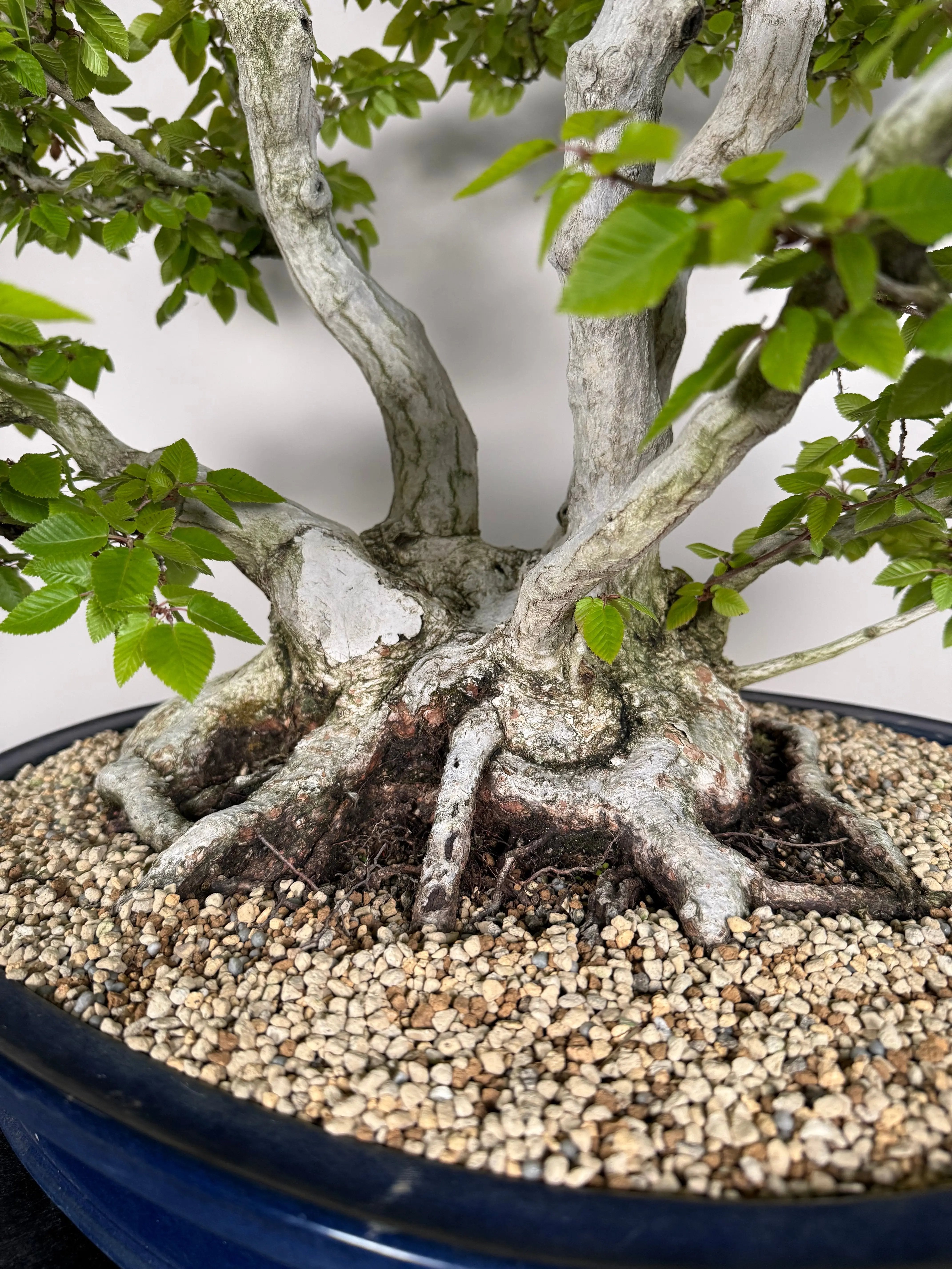 Carpinus turczaninowii Canada Bonsai