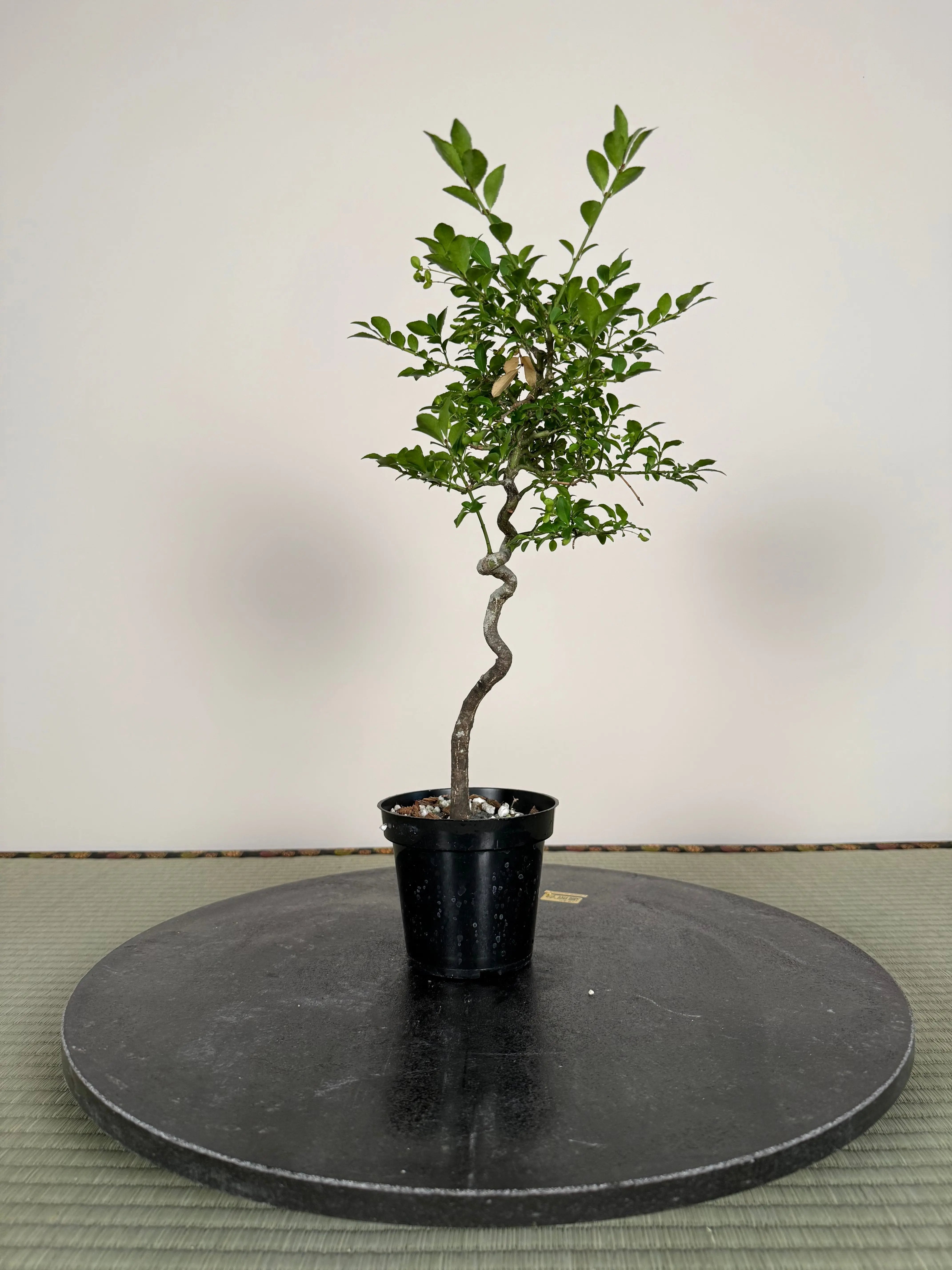Euonymus Canada Bonsai