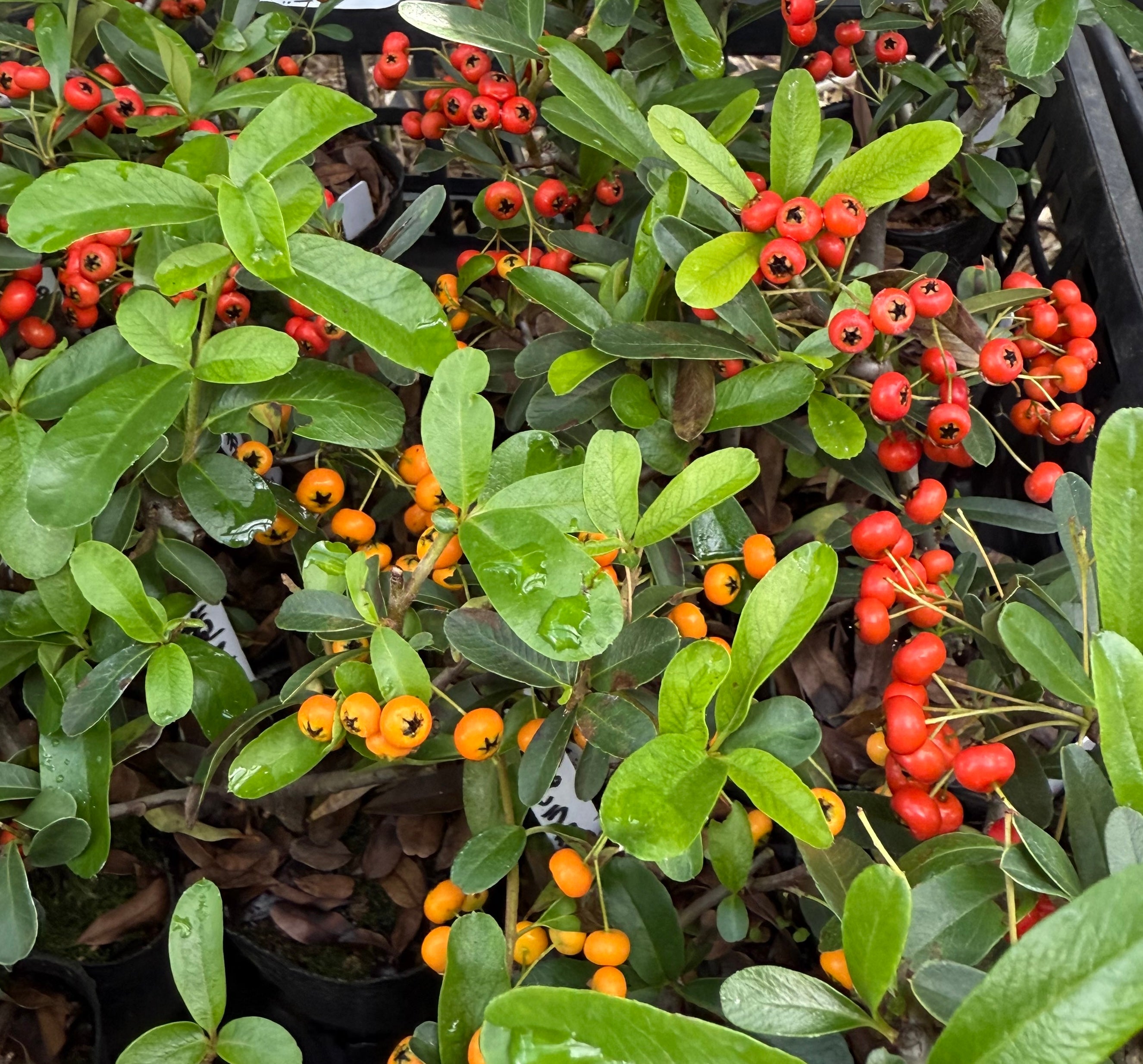Pyracantha angustifolia (orange)