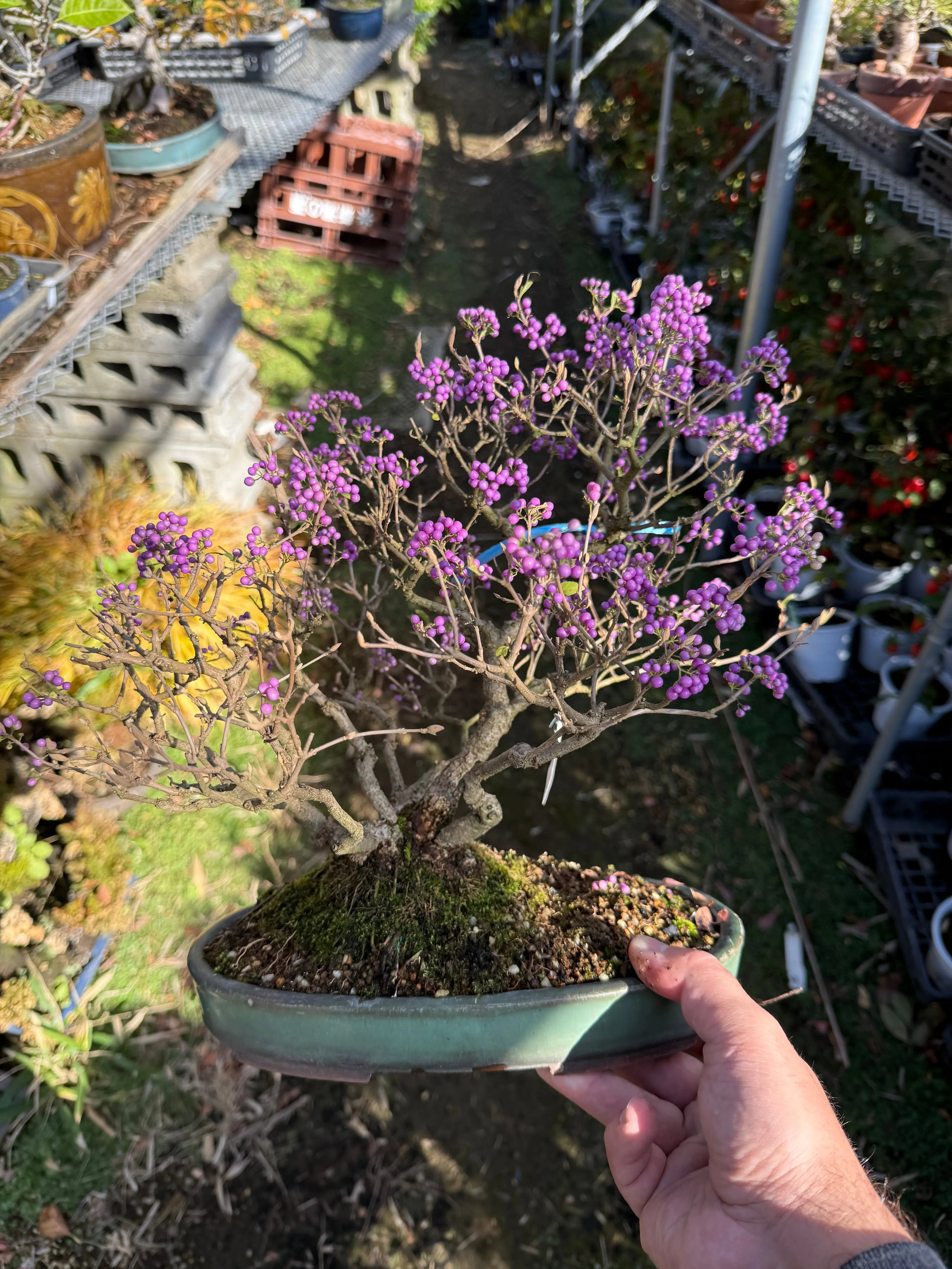 Callicarpa japonica Canada Bonsai