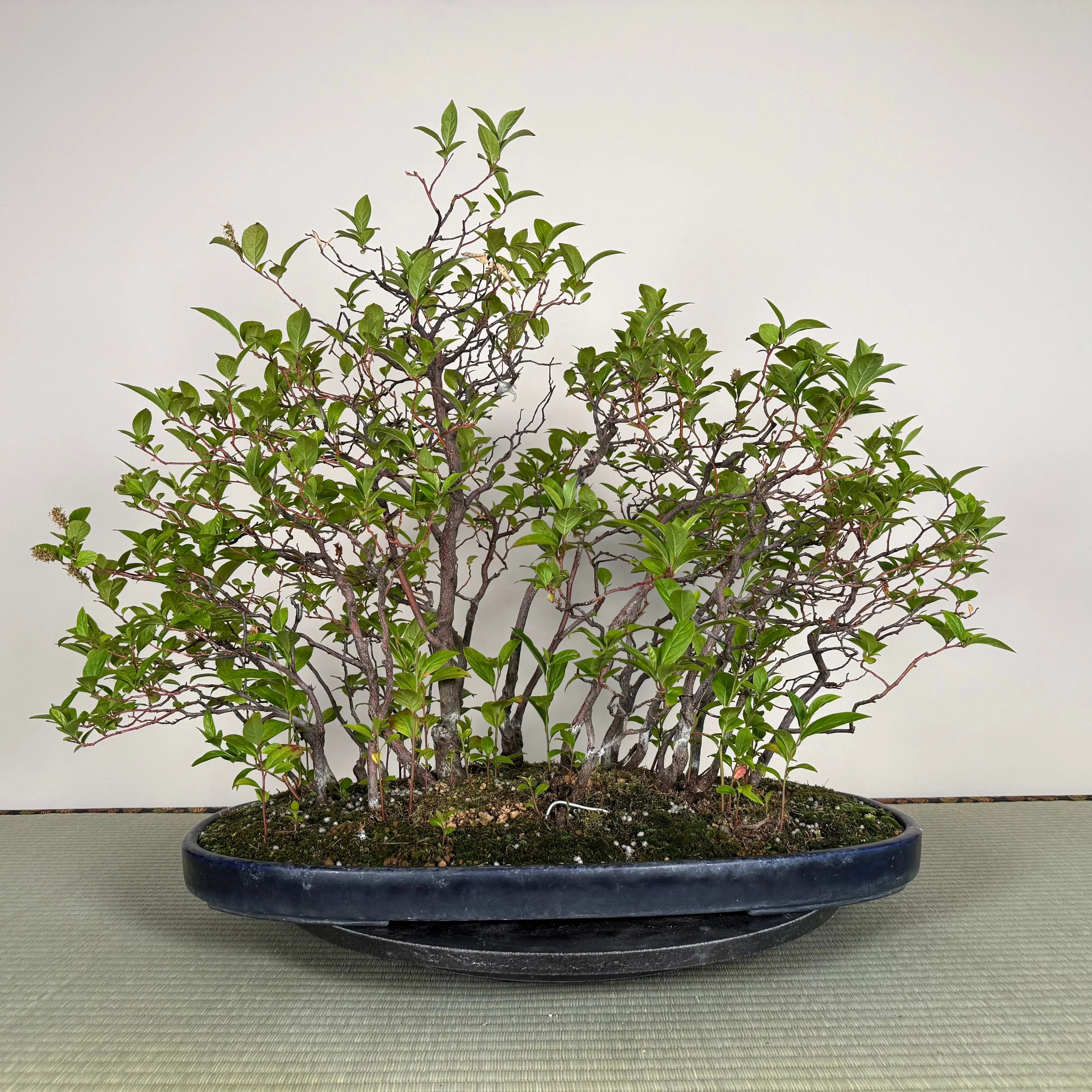 Itea japonica Canada Bonsai