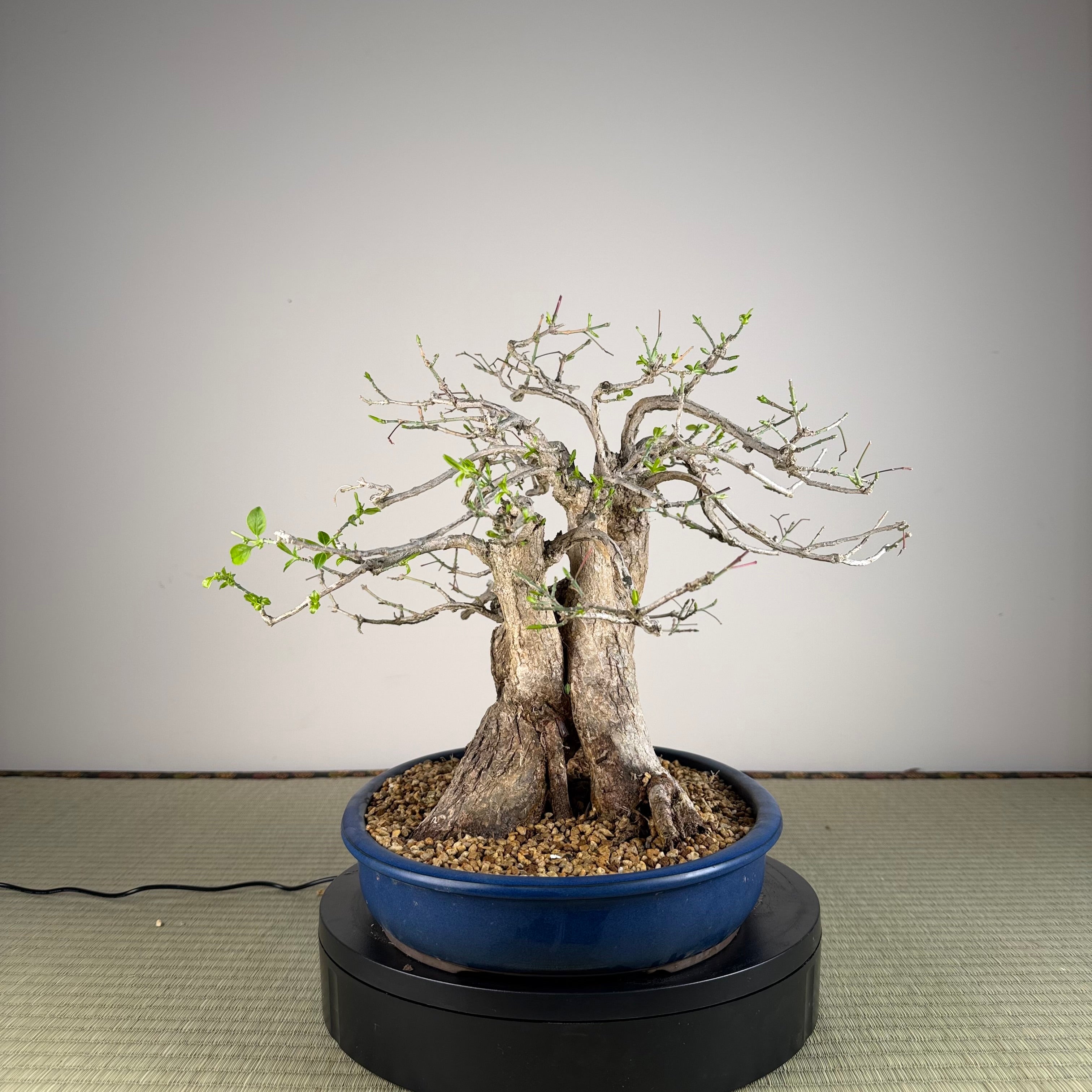 Euonymus
