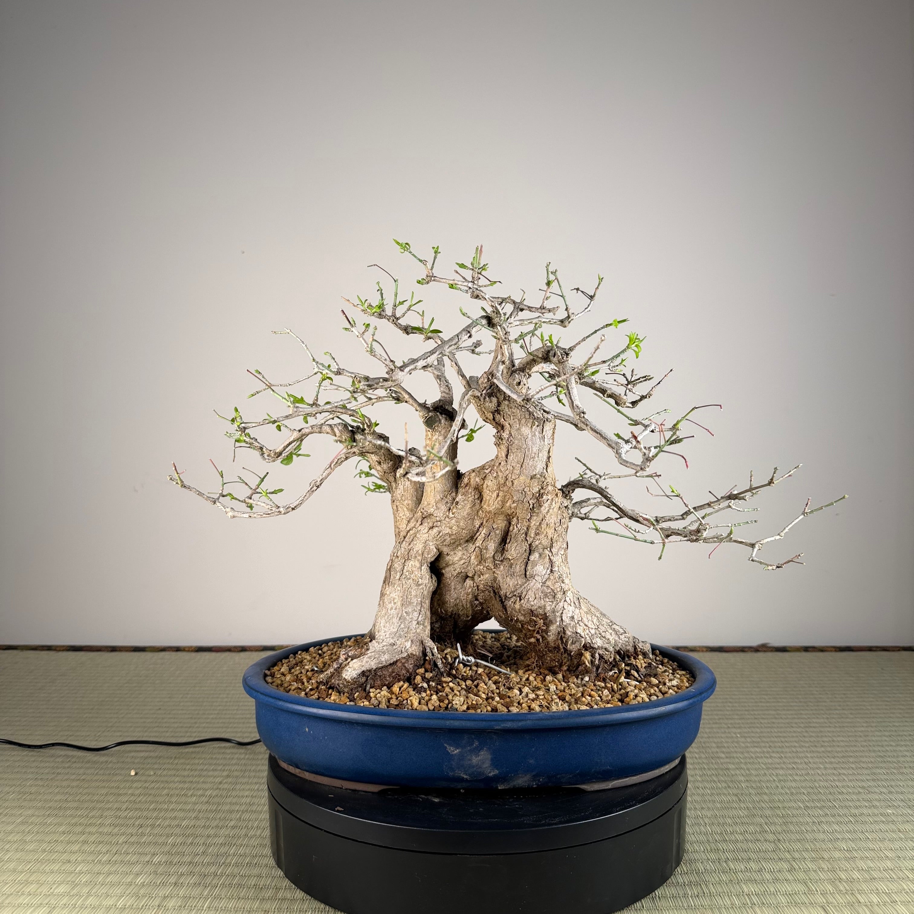 Euonymus