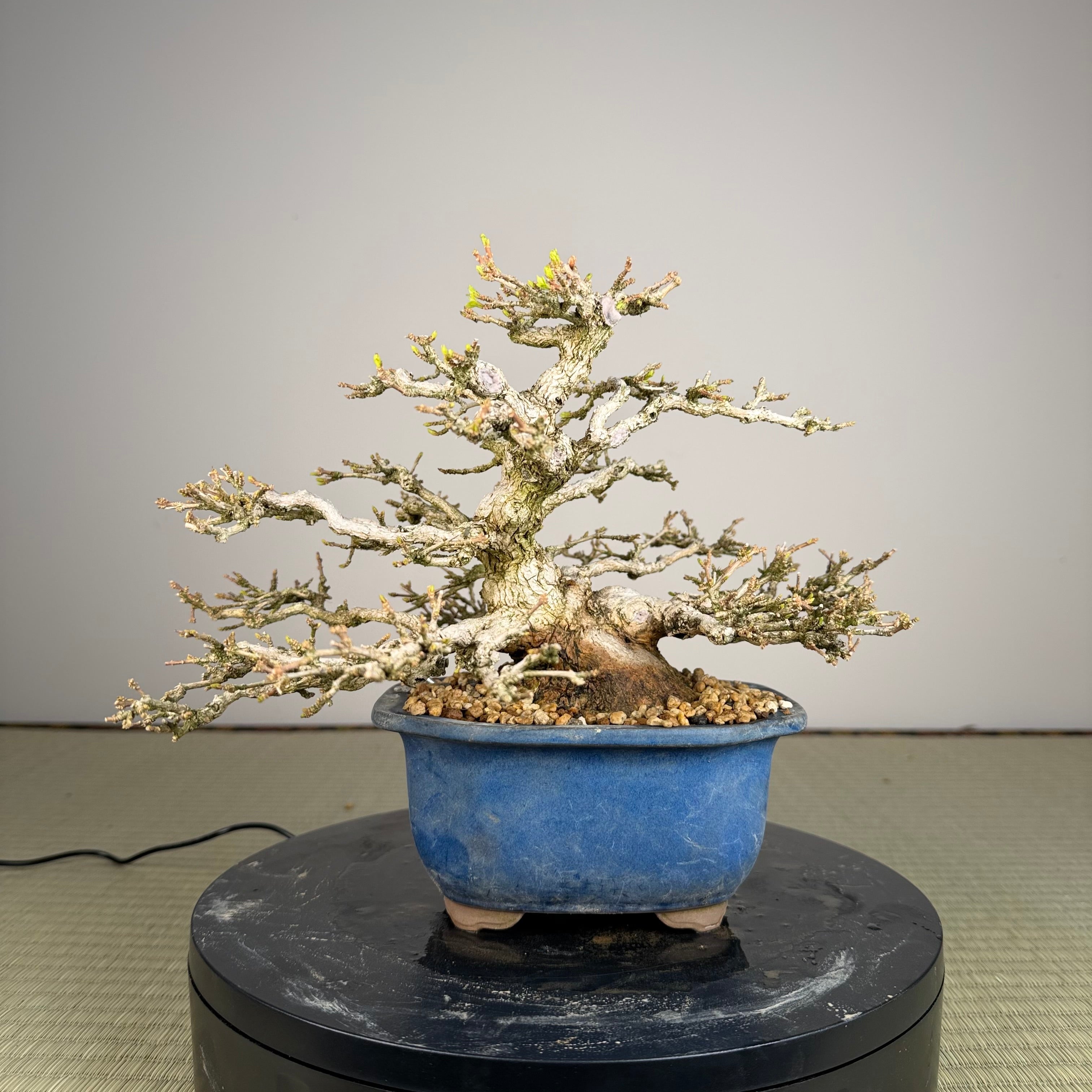 Premna japonica