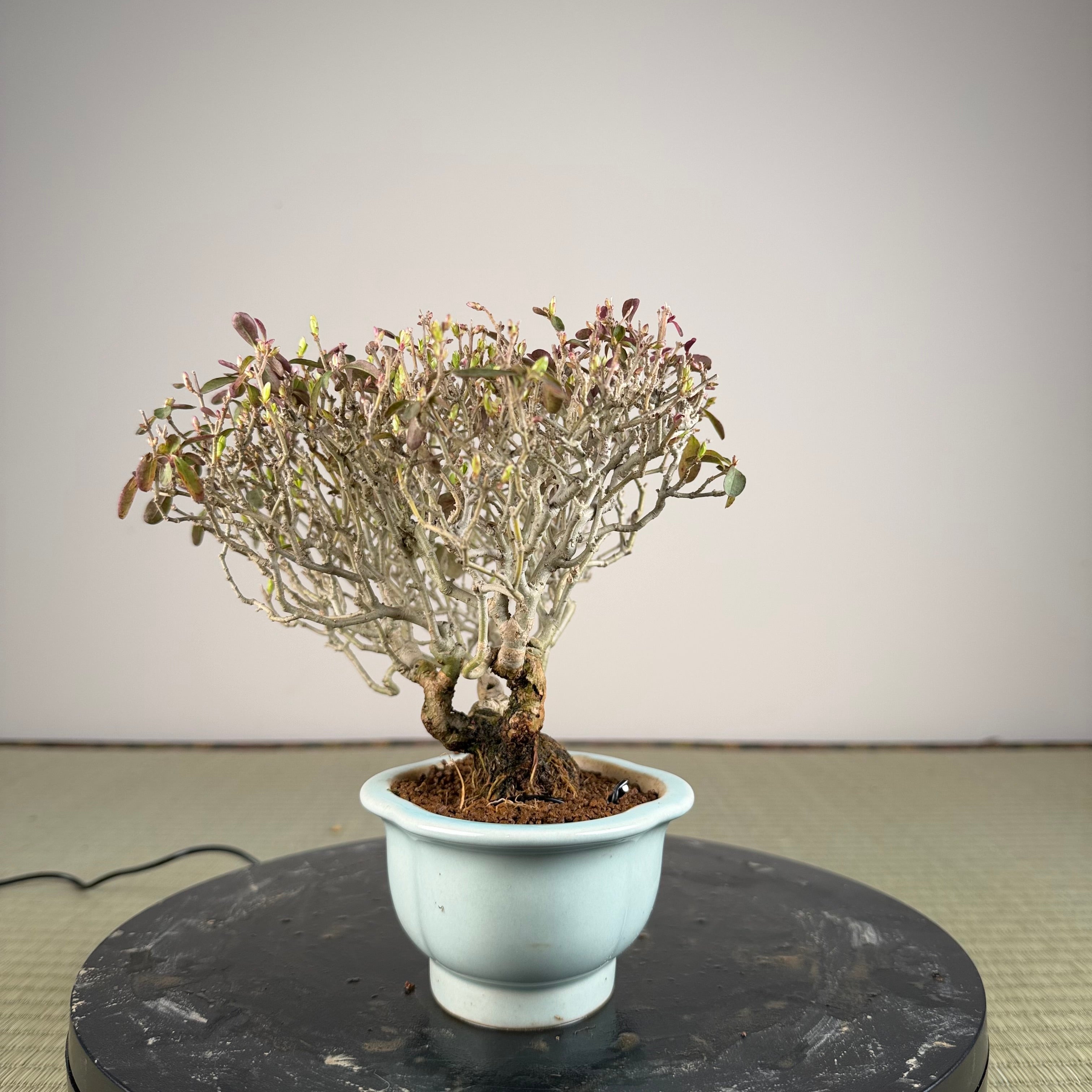 Ligustrum Arakawa *Voir note*