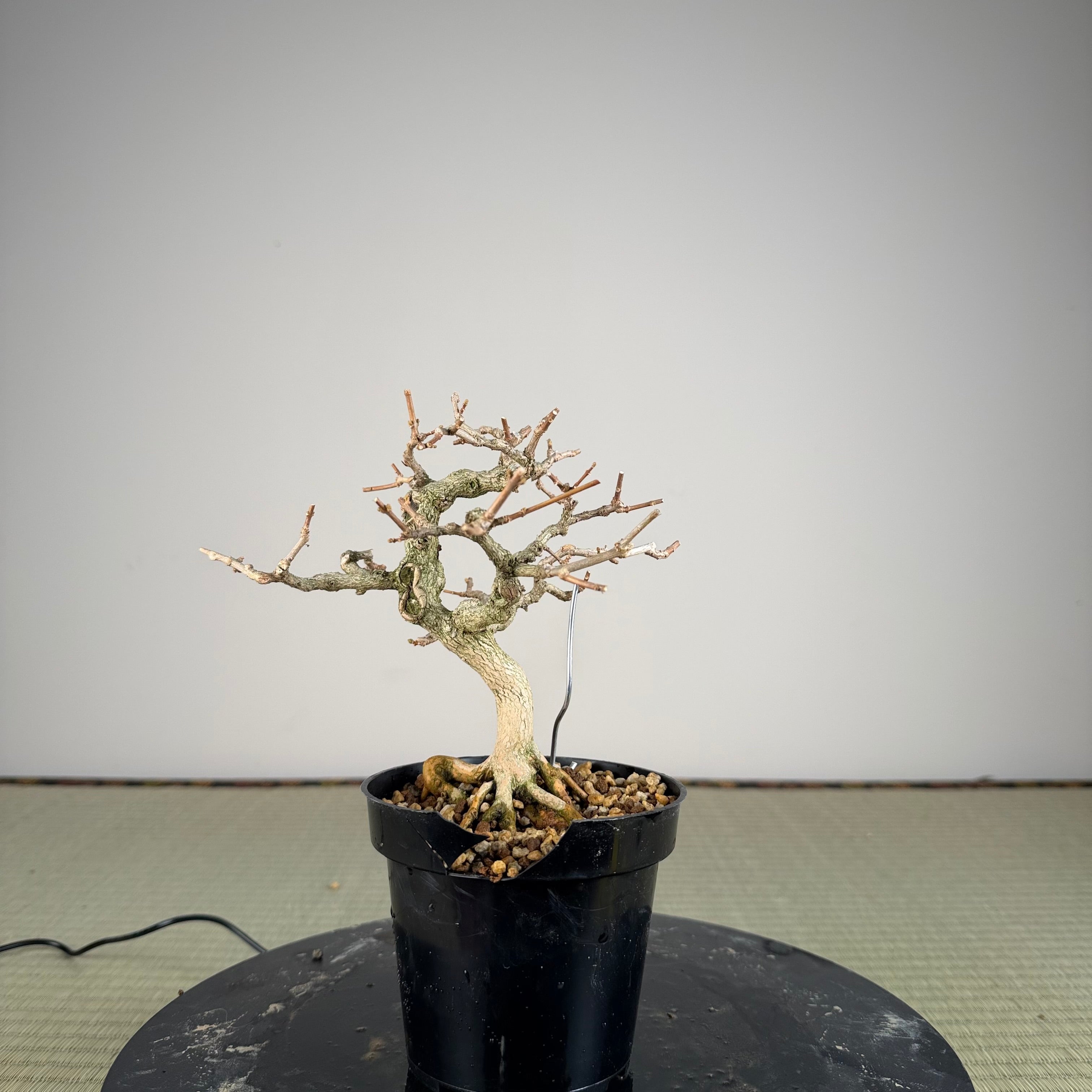 Premna japonica