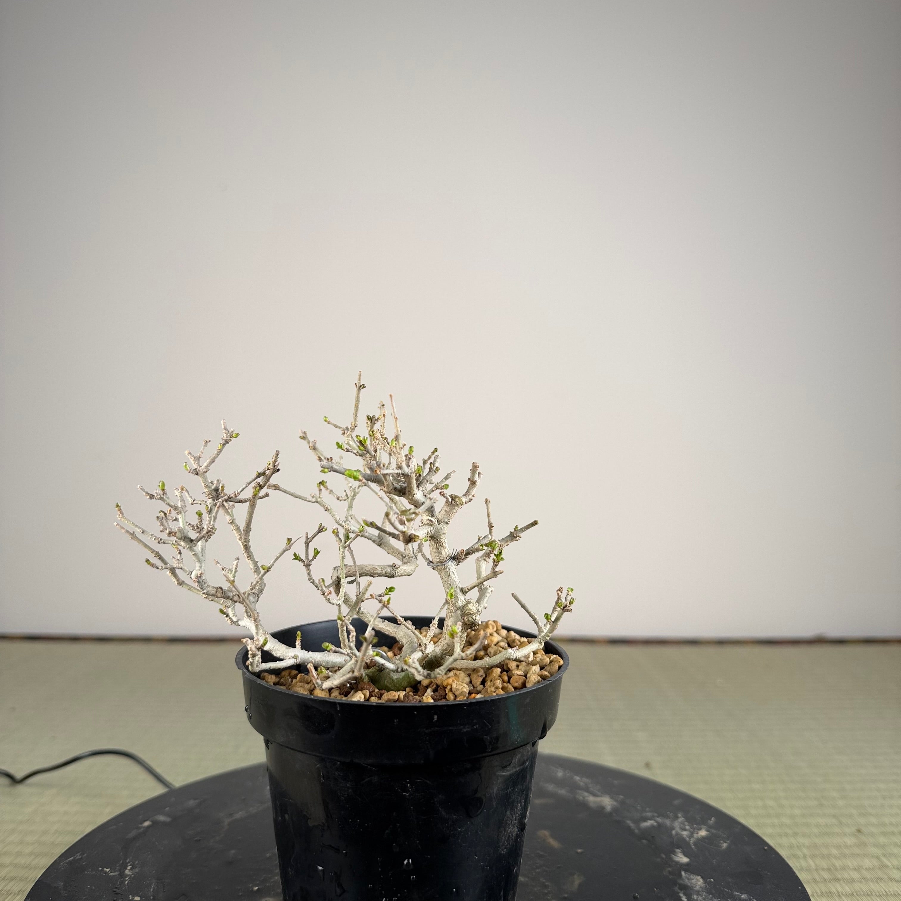 Ligustrum Arakawa *Voir note*