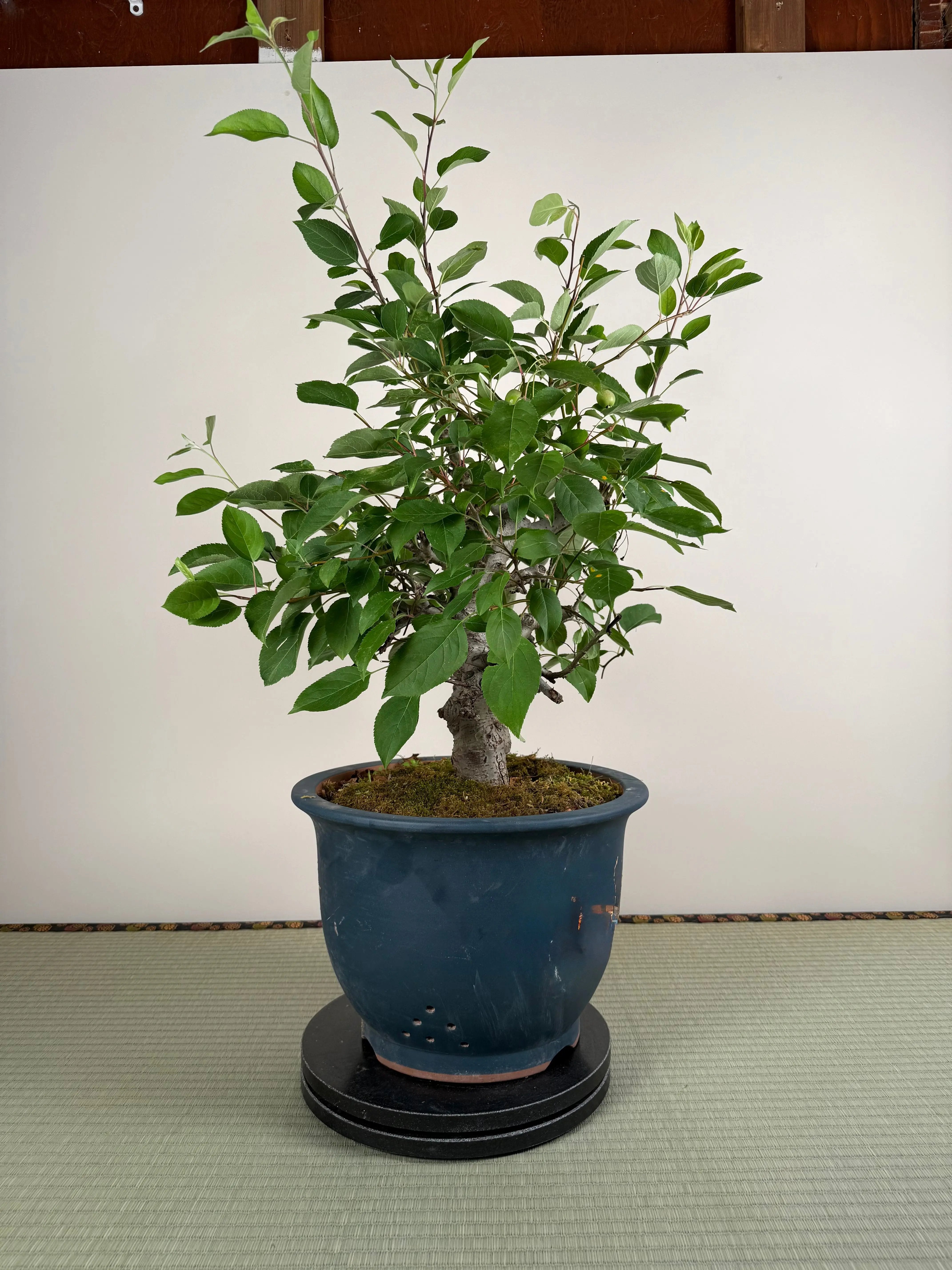 Malus 'Hime Ringo' Canada Bonsai
