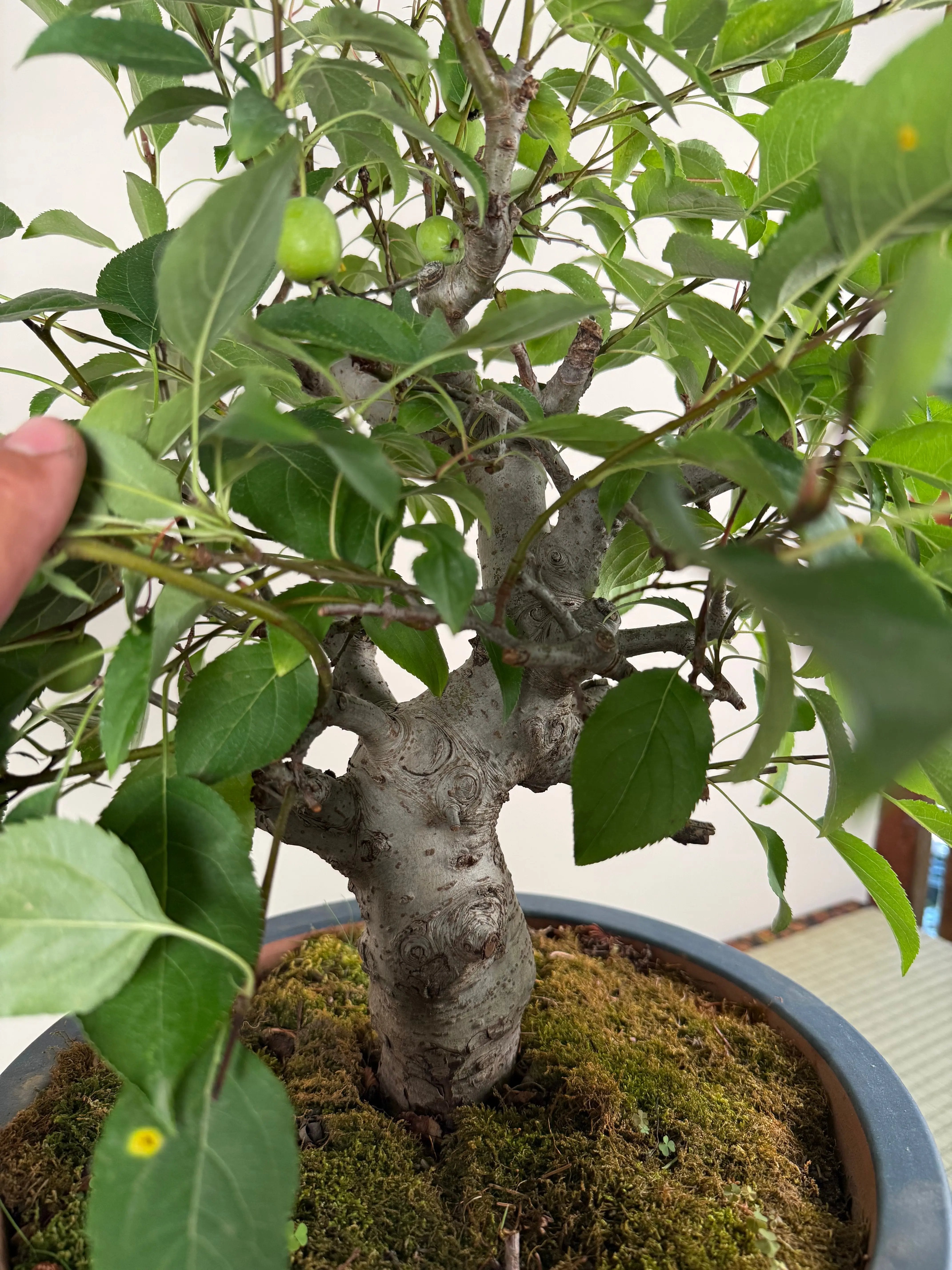 Malus 'Hime Ringo' Canada Bonsai