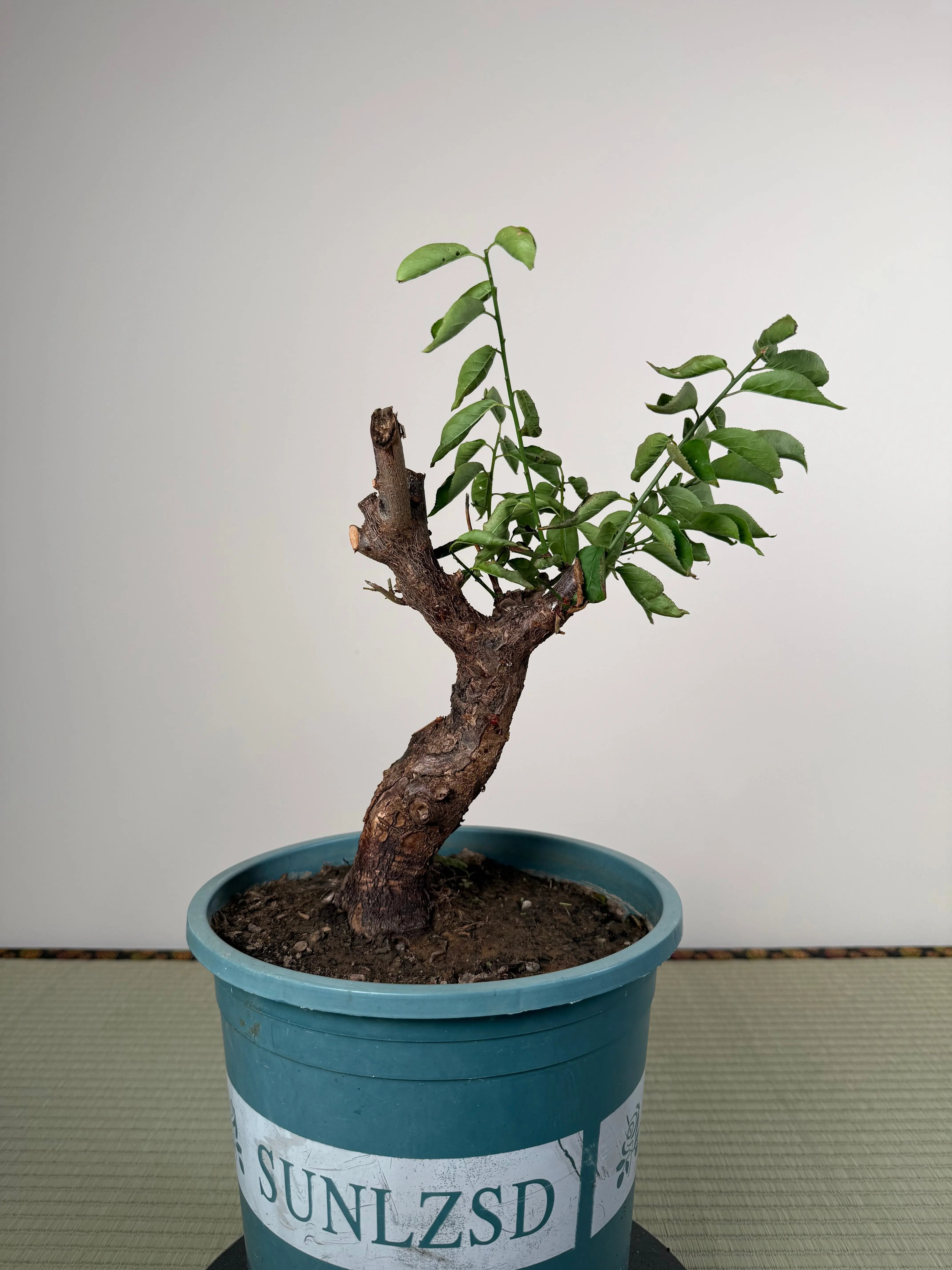 Prunus mume Canada Bonsai