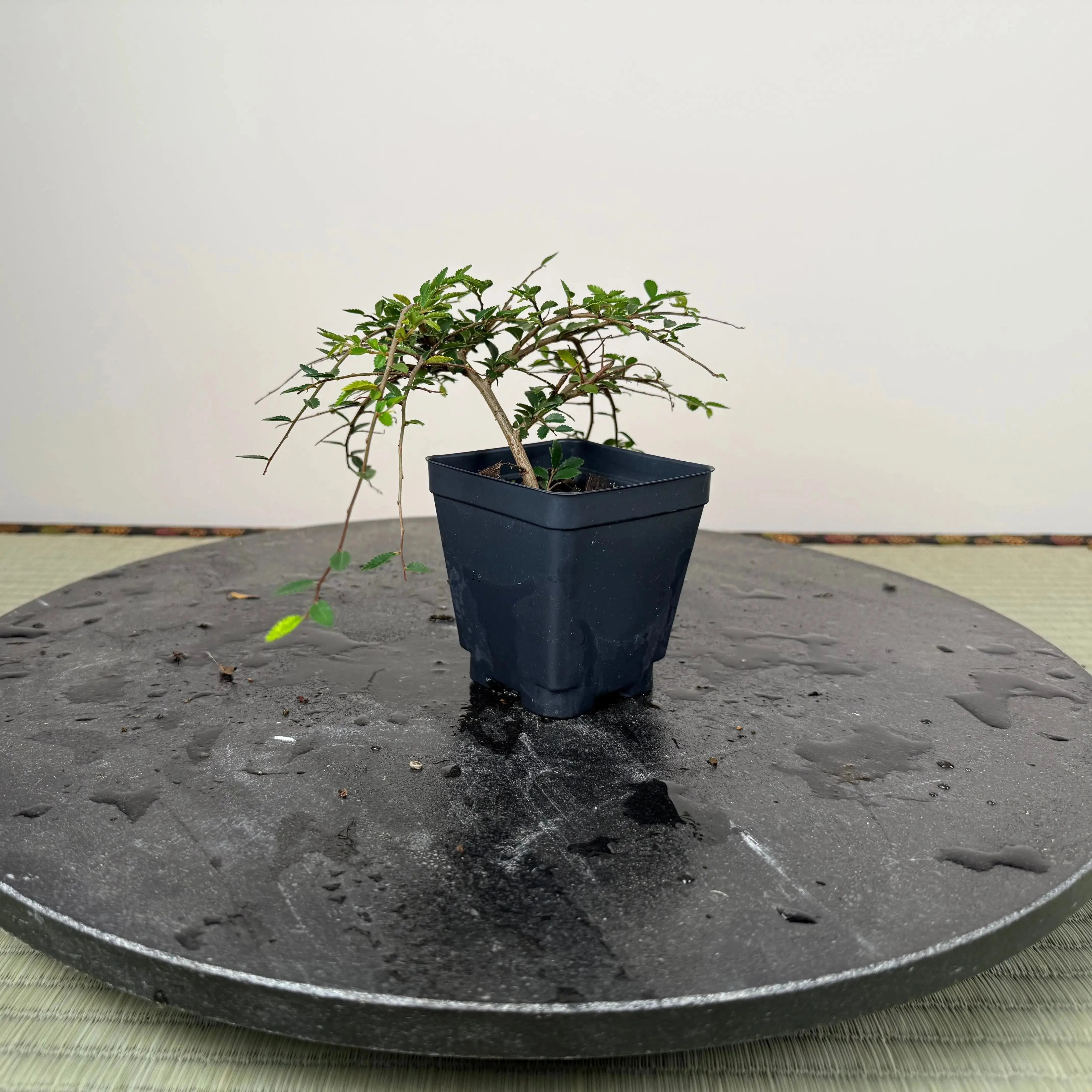 Base Kit with Indoor Bonsai Canada Bonsai