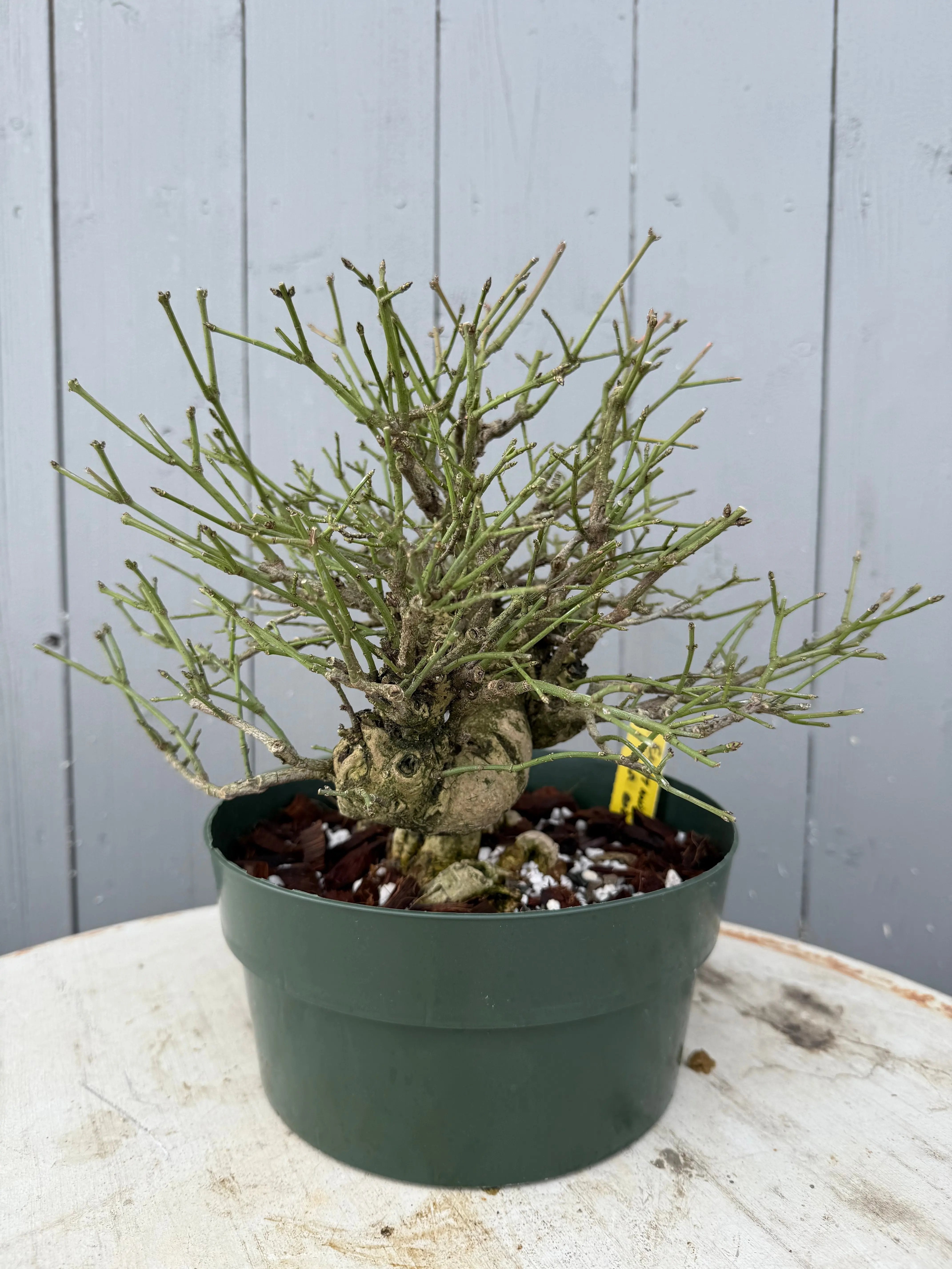 Euonymus Canada Bonsai