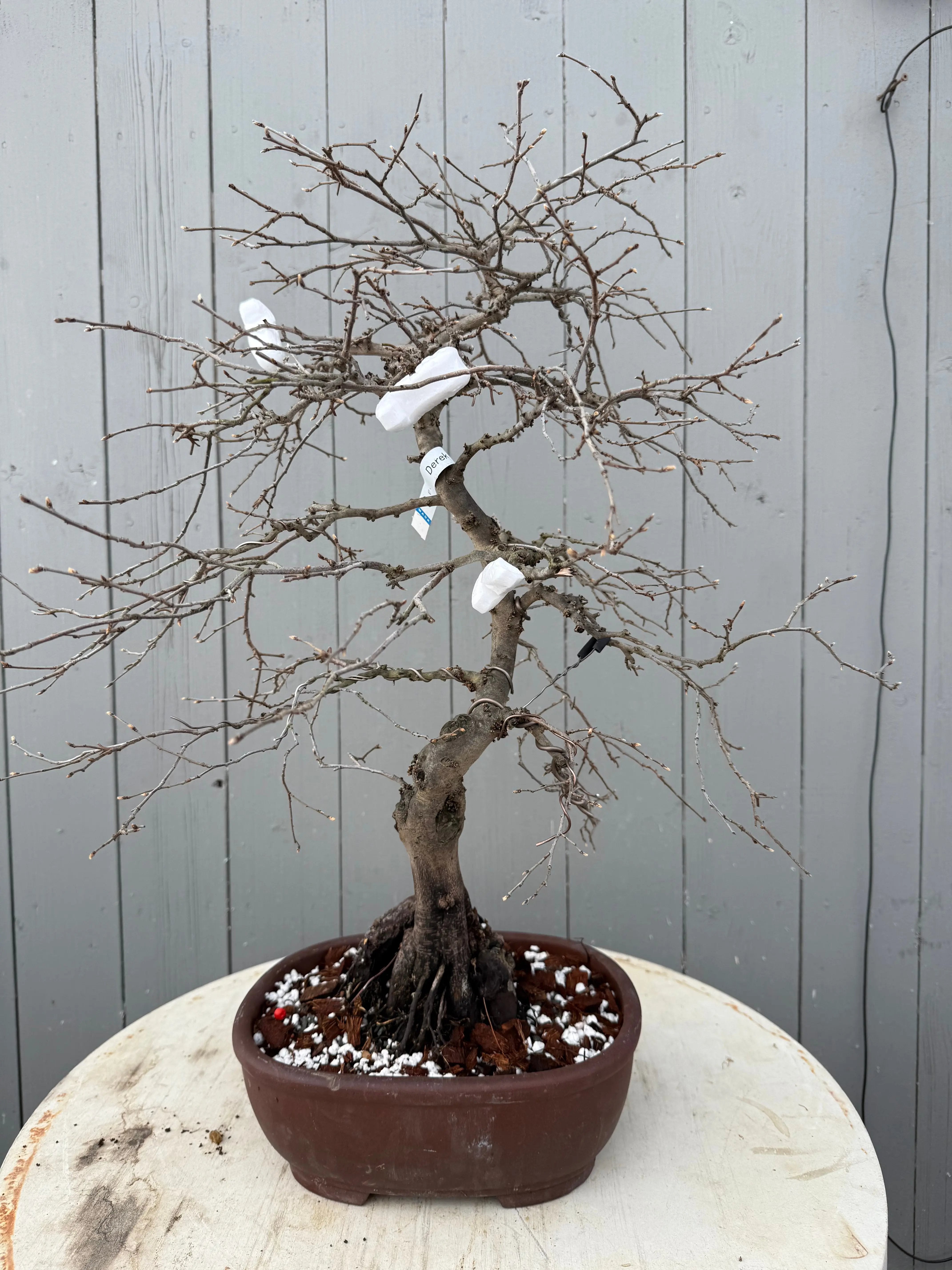 Diospyros rhombifolia Canada Bonsai