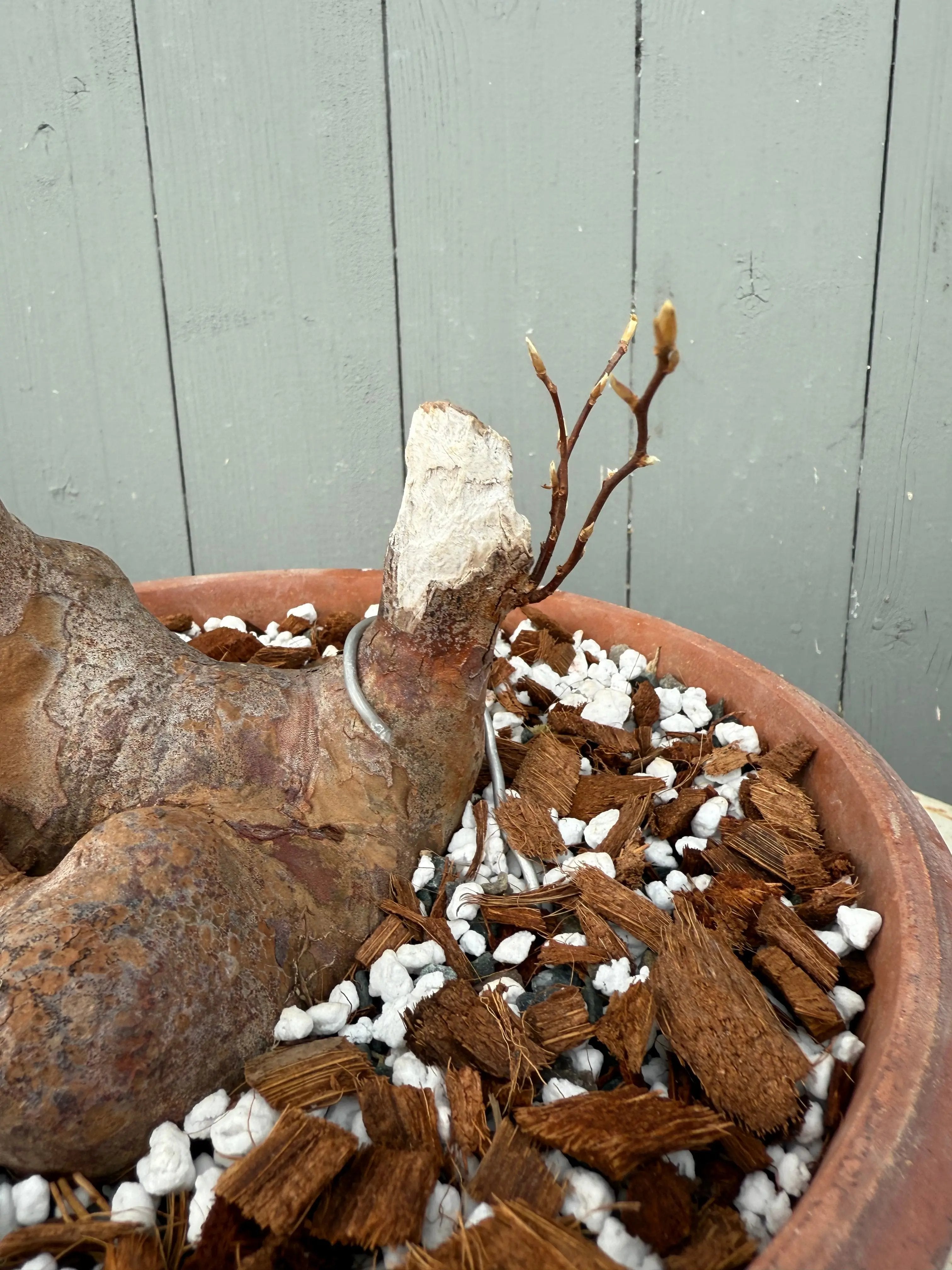 Stewartia monadelpha Canada Bonsai