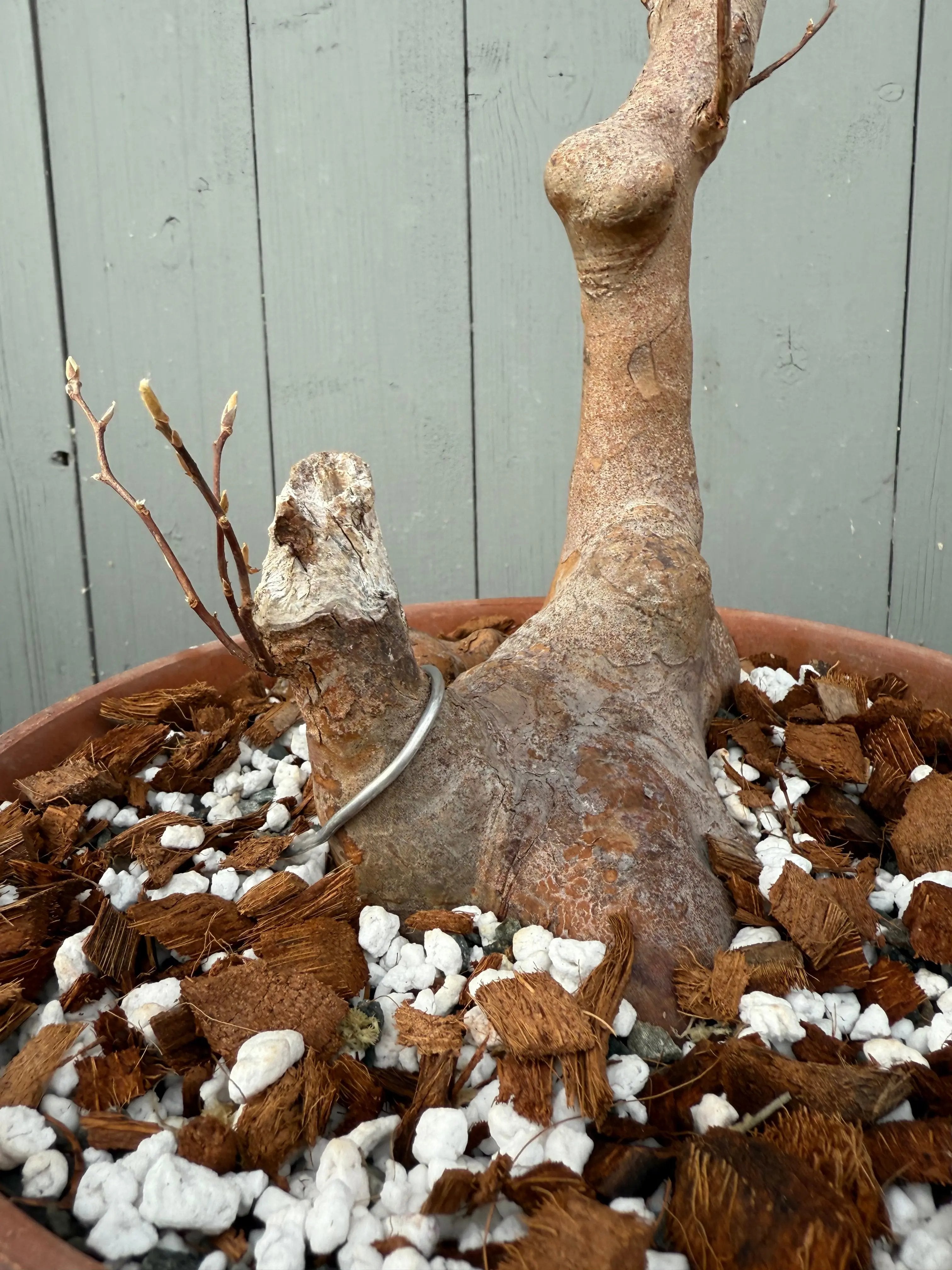 Stewartia monadelpha Canada Bonsai