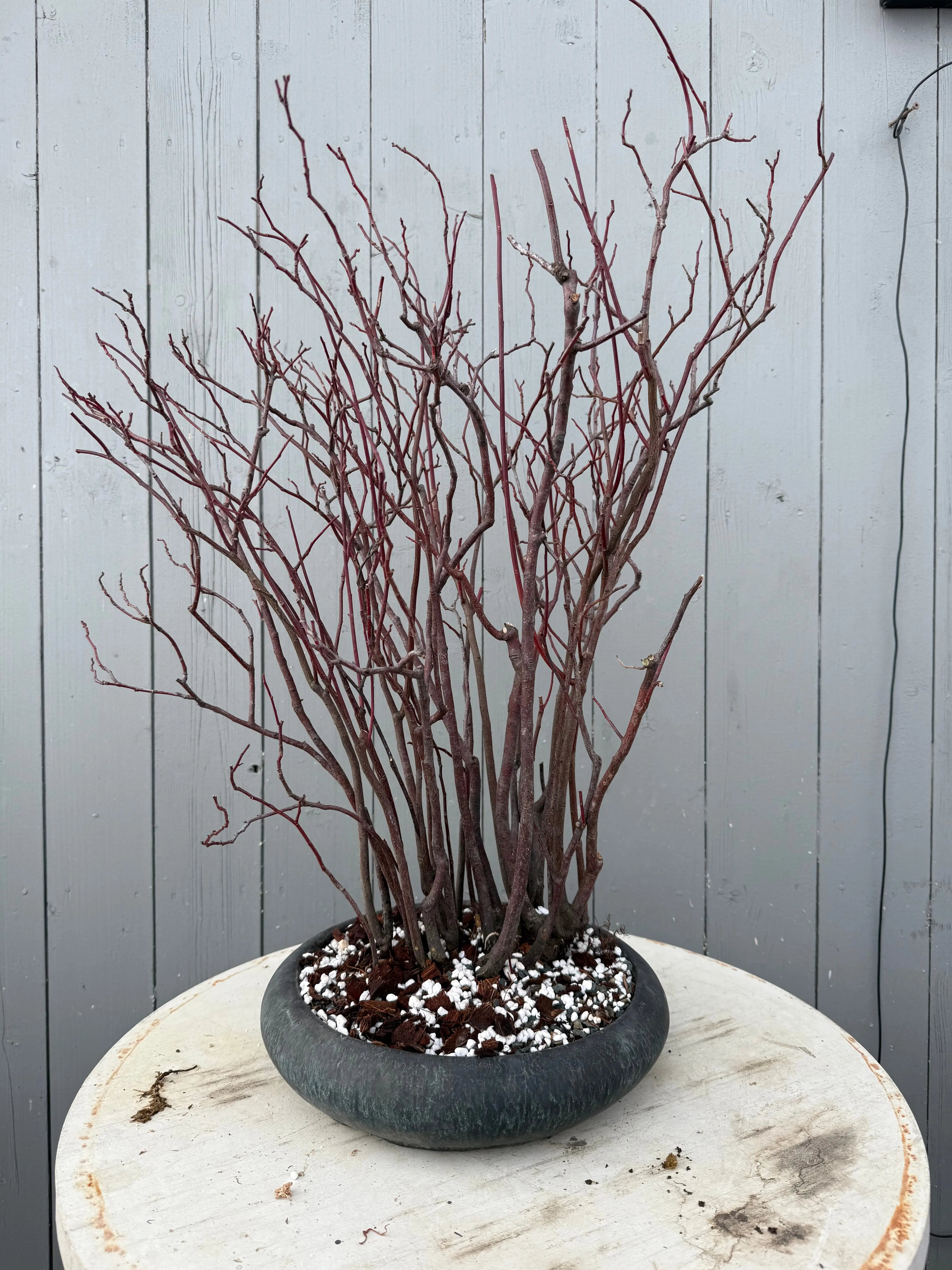 Itea japonica Canada Bonsai