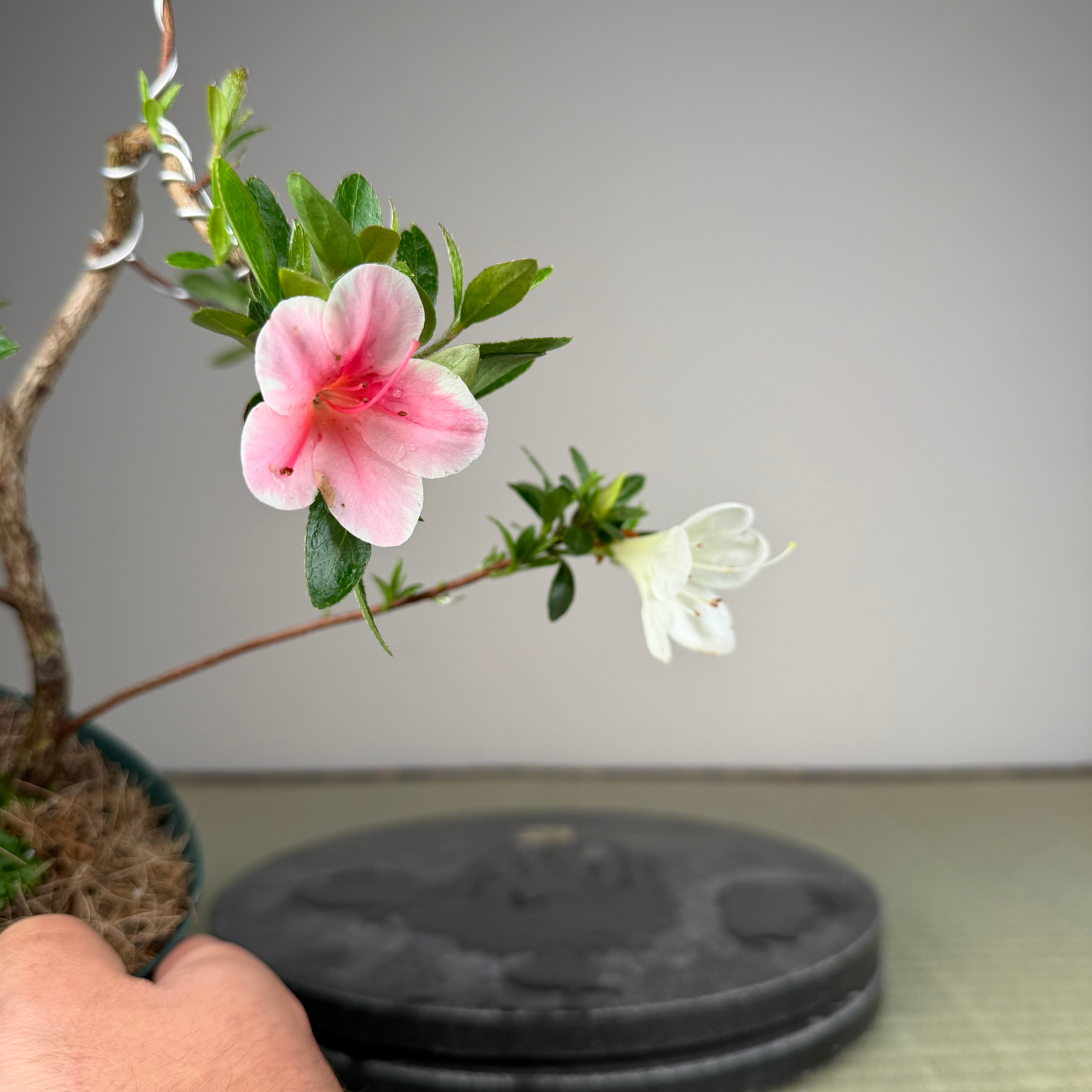 Rhododendron indicum 'Madoka'