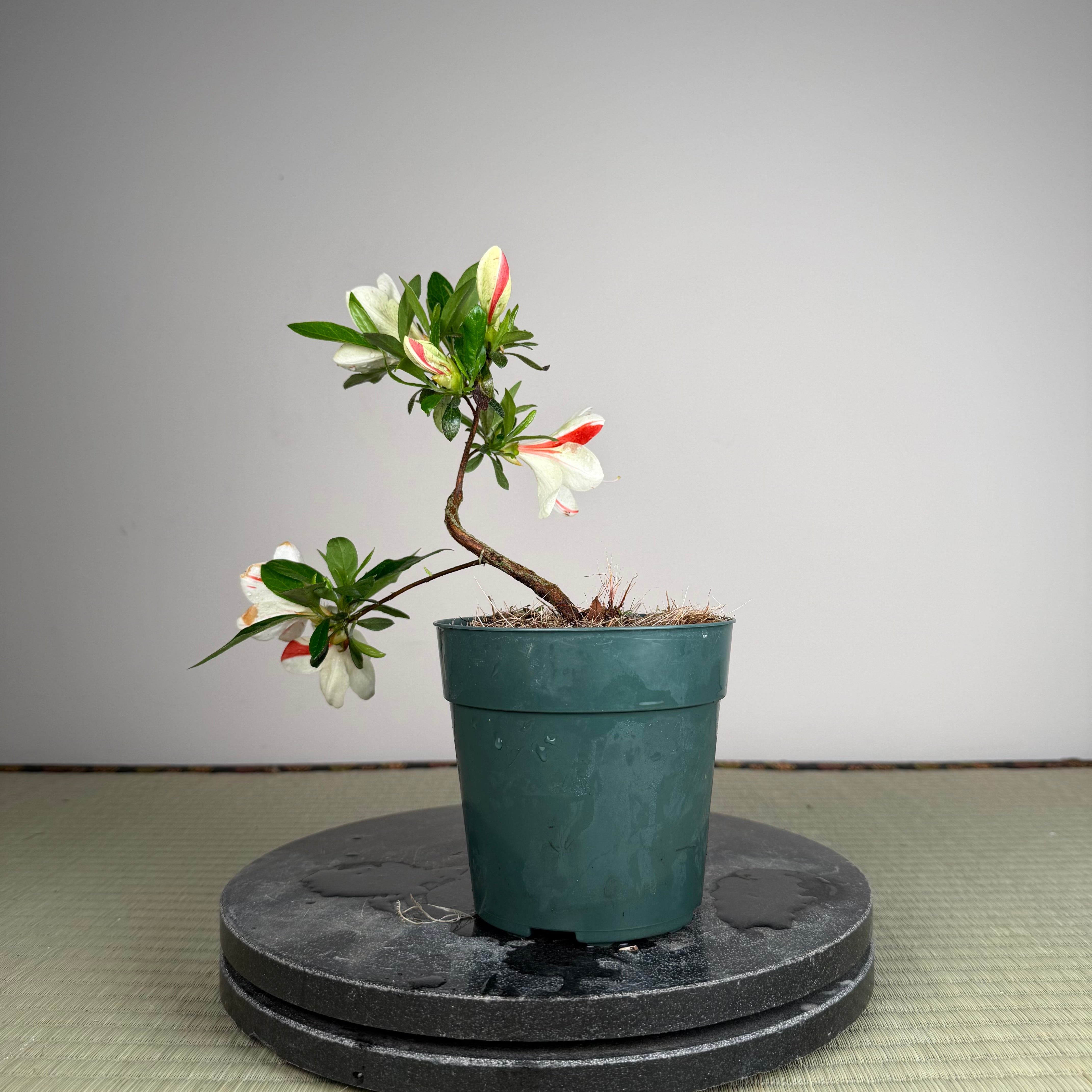Rhododendron indicum 'Kisshoten'