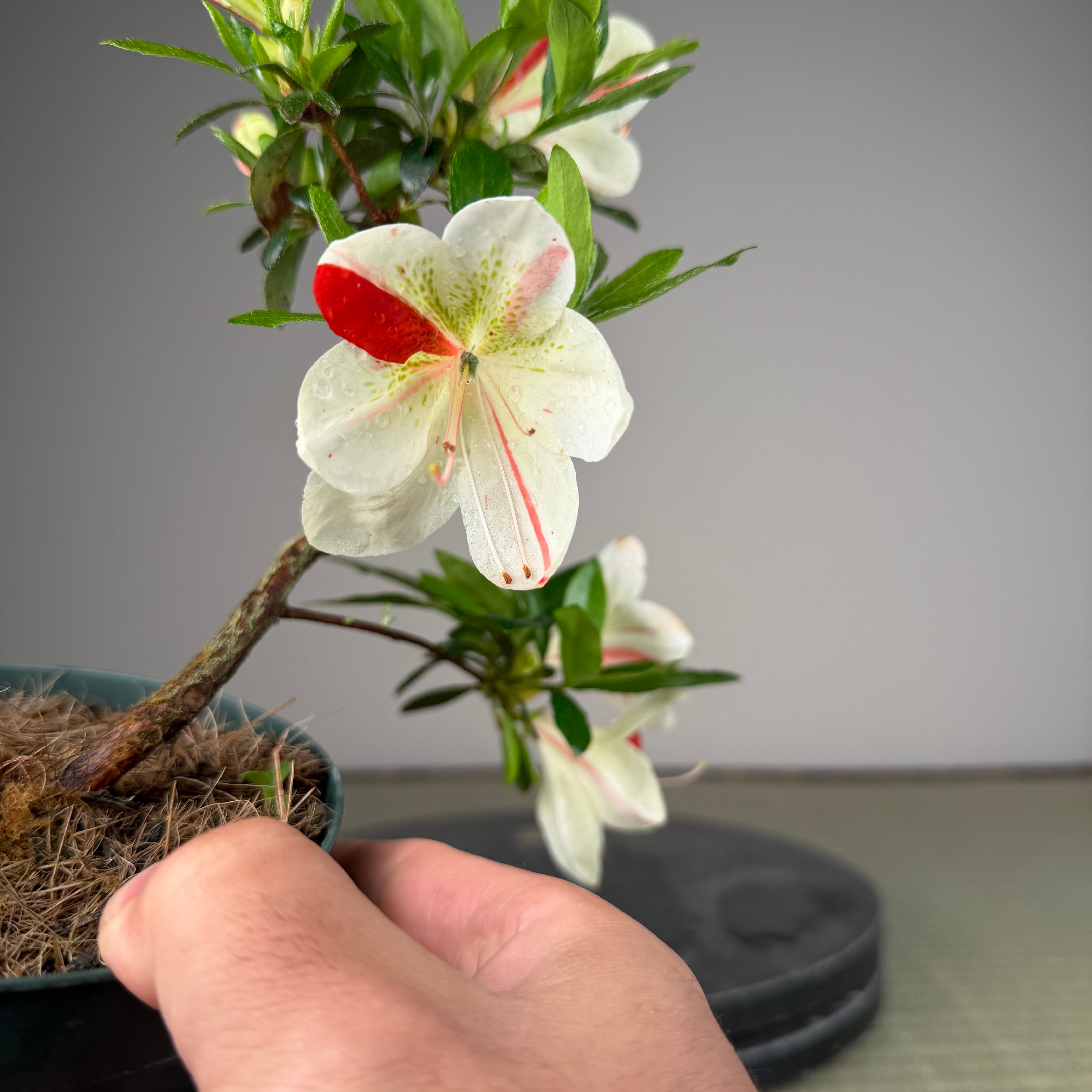 Rhododendron indicum 'Kisshoten'