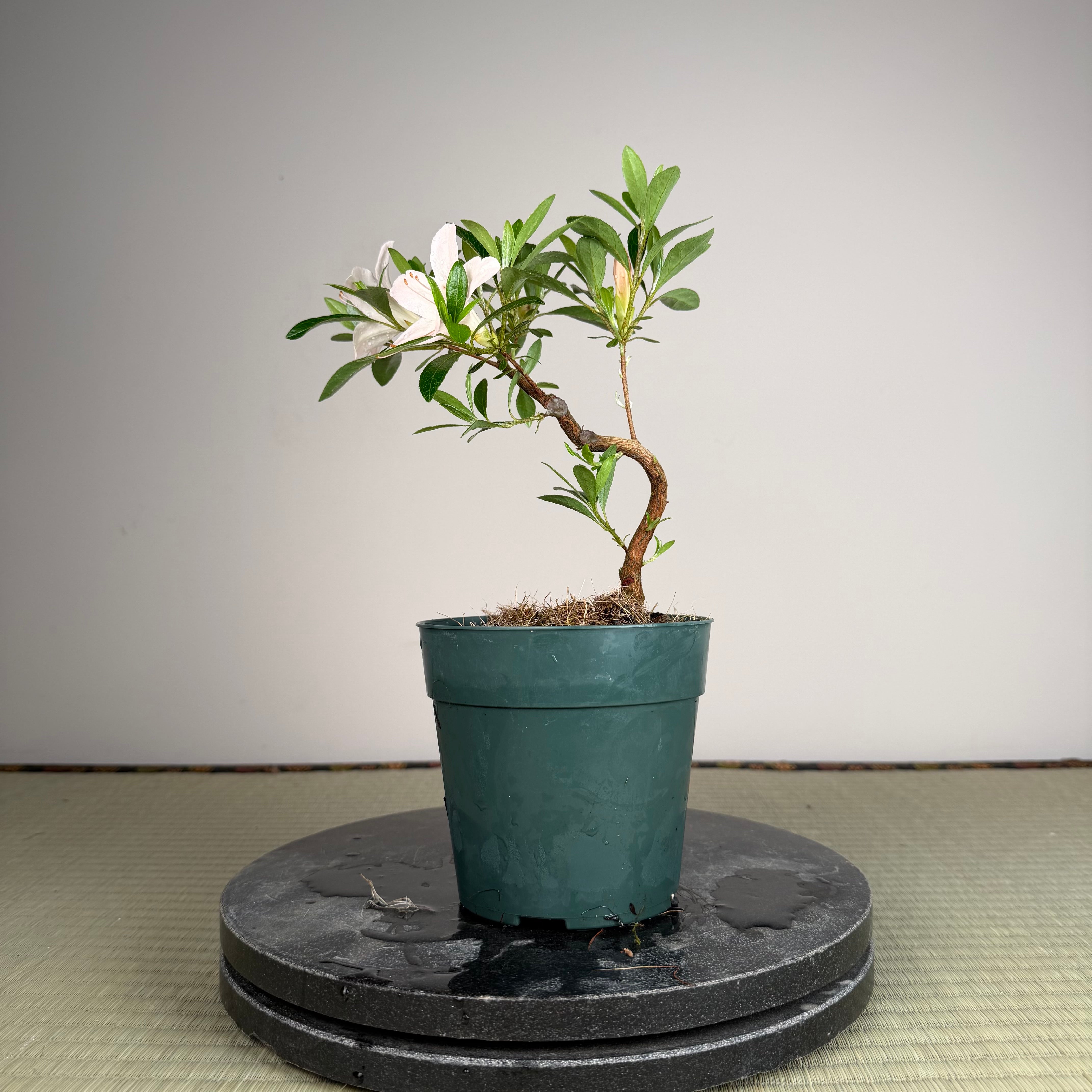 Rhododendron indicum 'Kozan'