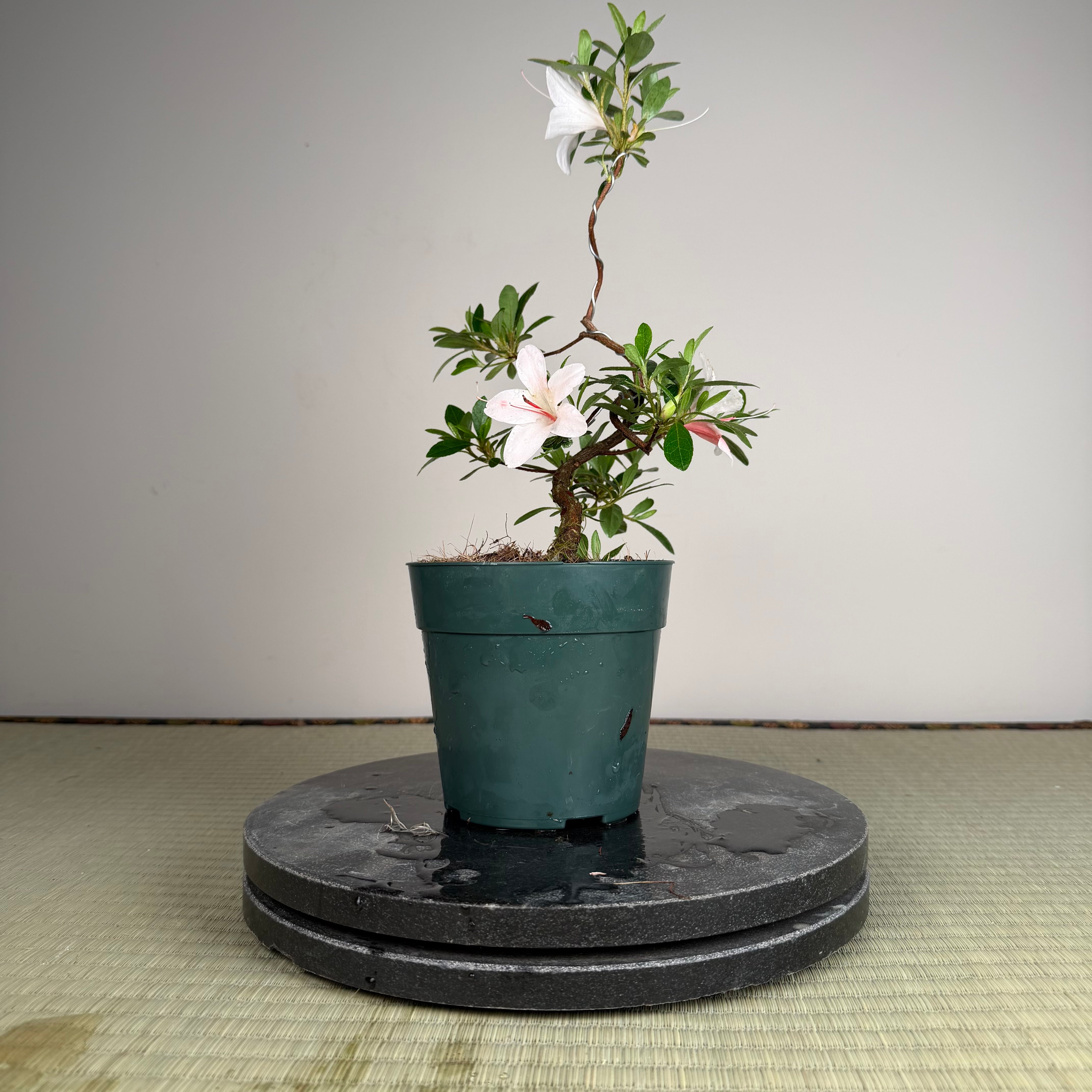 Rhododendron indicum 'Hi No Maru'