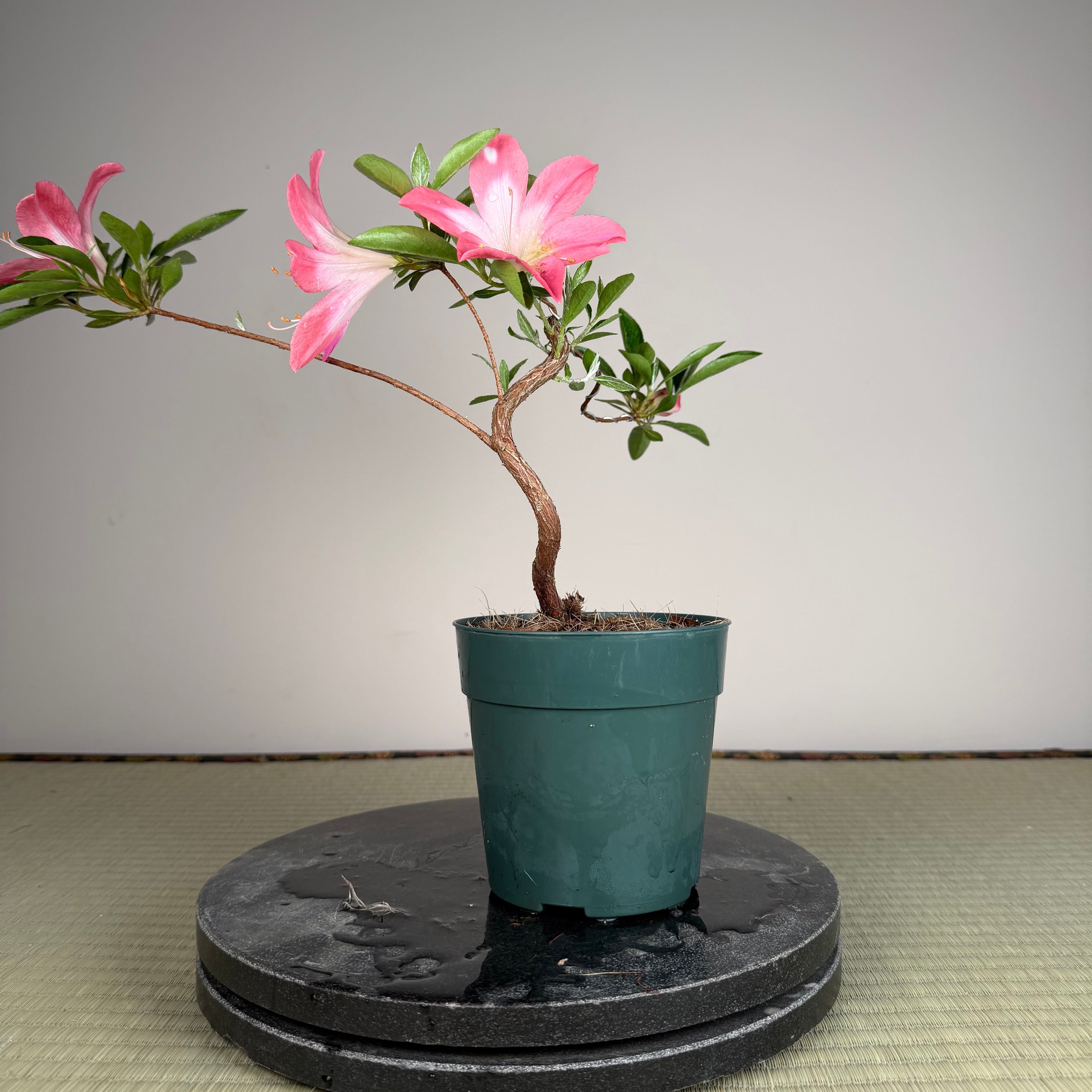 Rhododendron indicum 'Asuka Bijin'