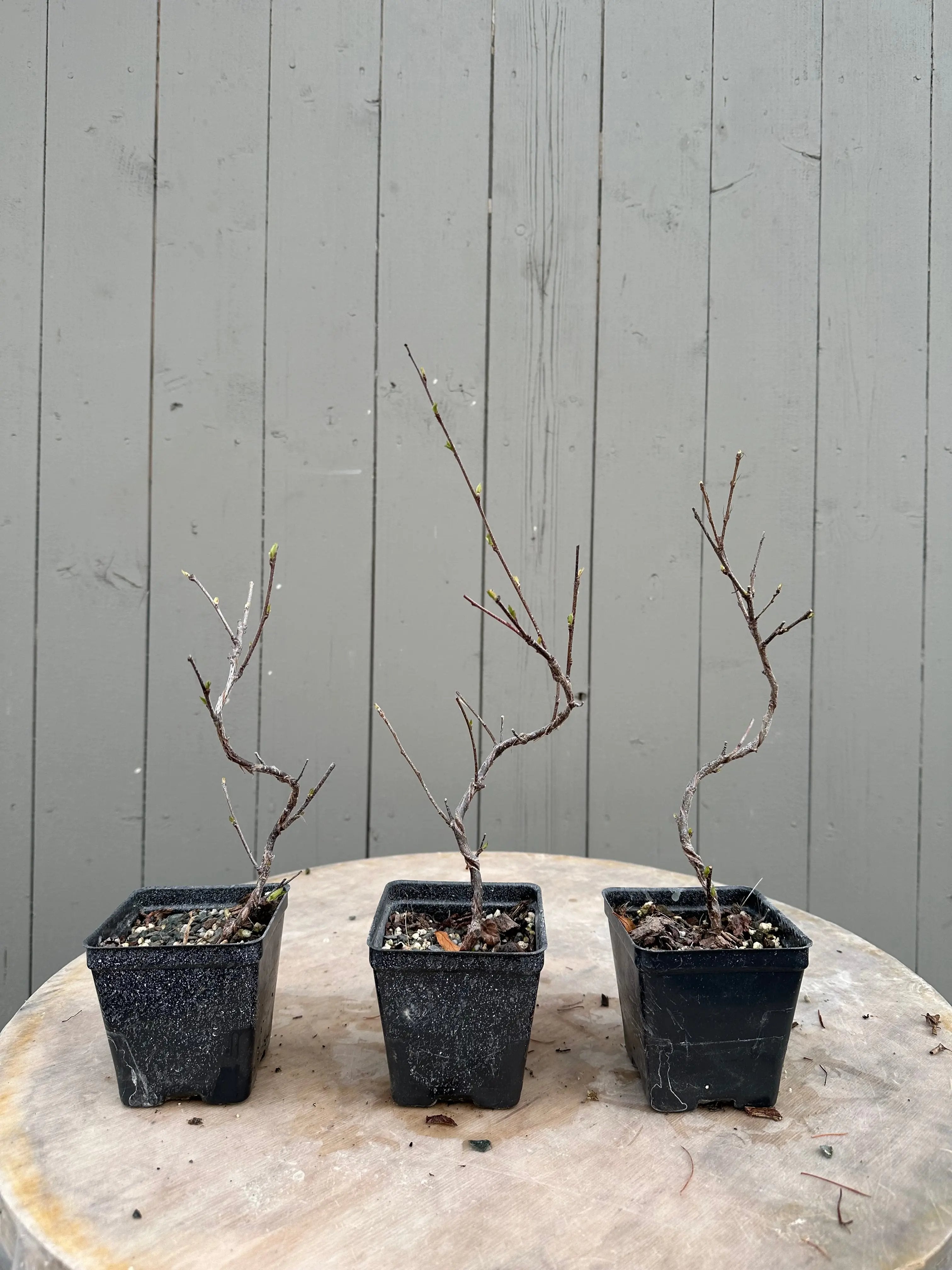 Prunus tomentosa (seed-grown) Canada Bonsai