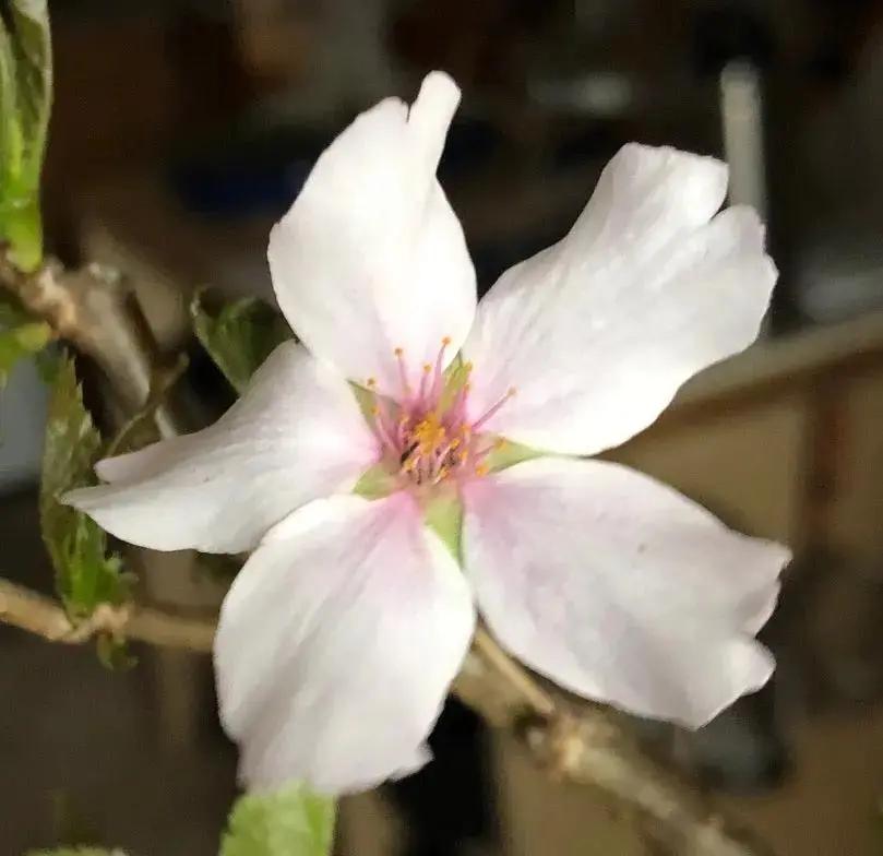 Prunus nipponica Canada Bonsai