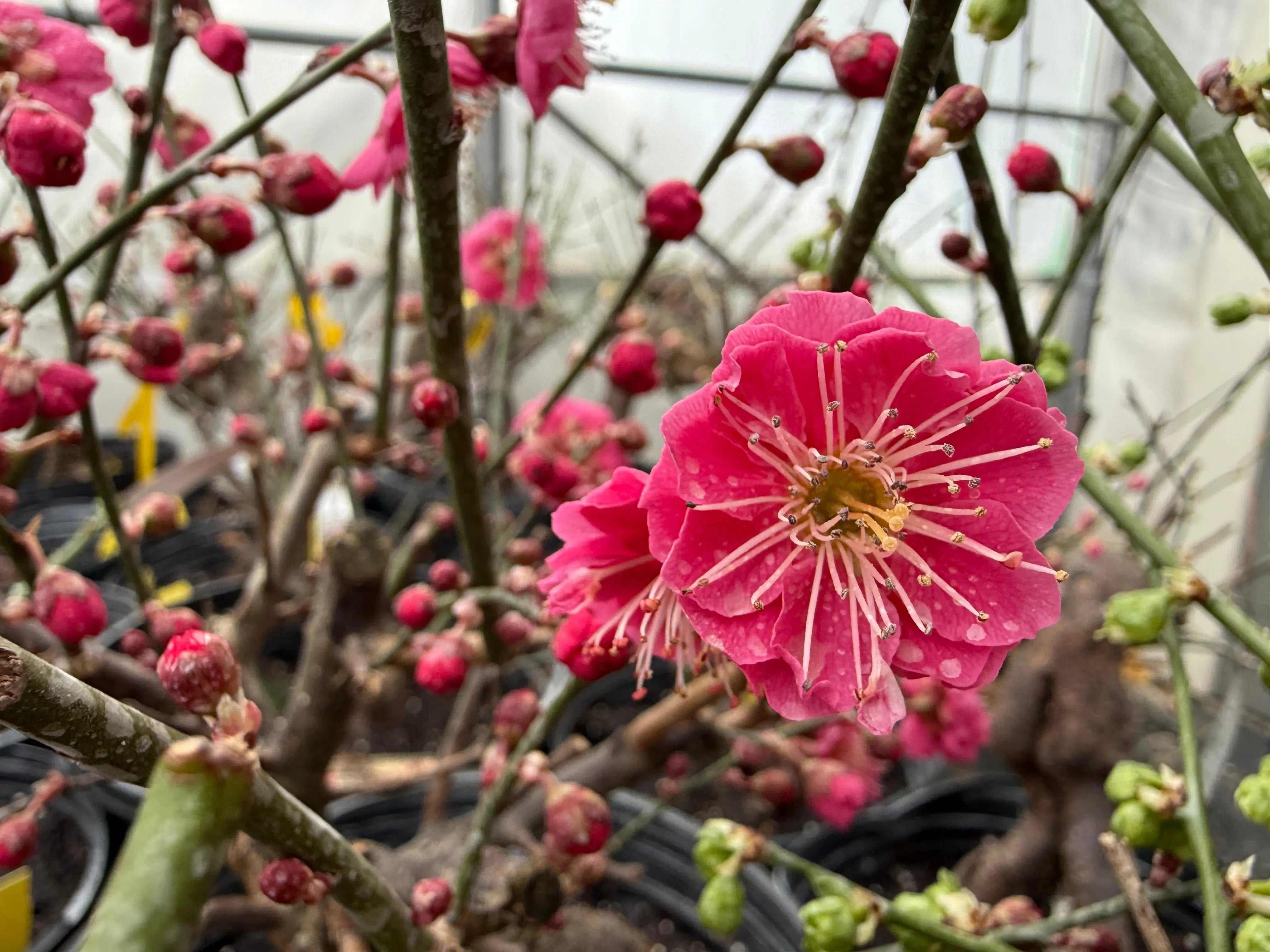 Prunus mume 'Hóngxū zhūshā' Canada Bonsai