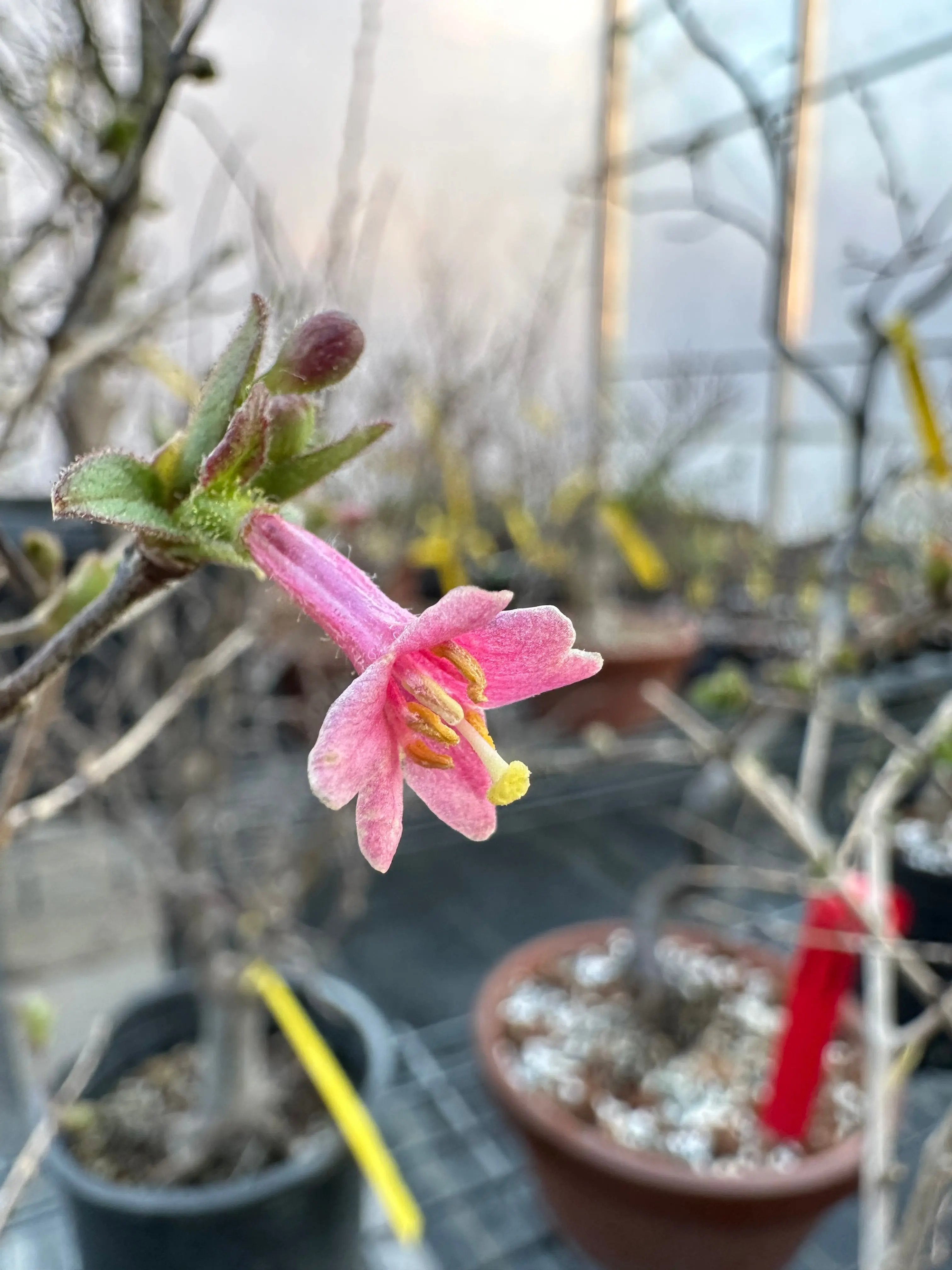 Lonicera gracilipes Canada Bonsai