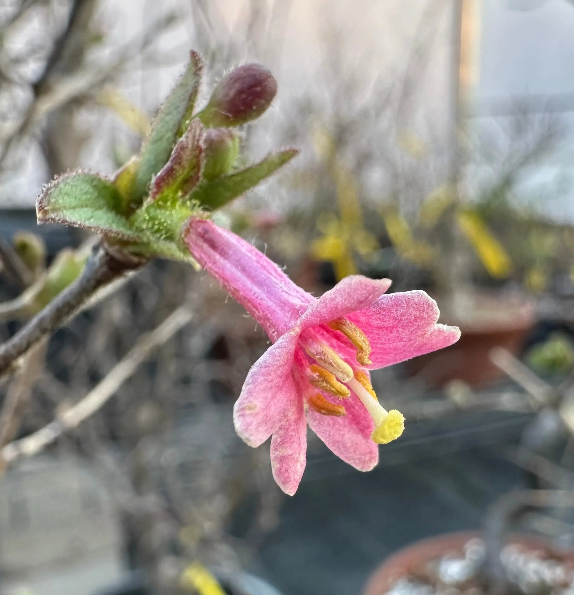 Lonicera Canada Bonsai