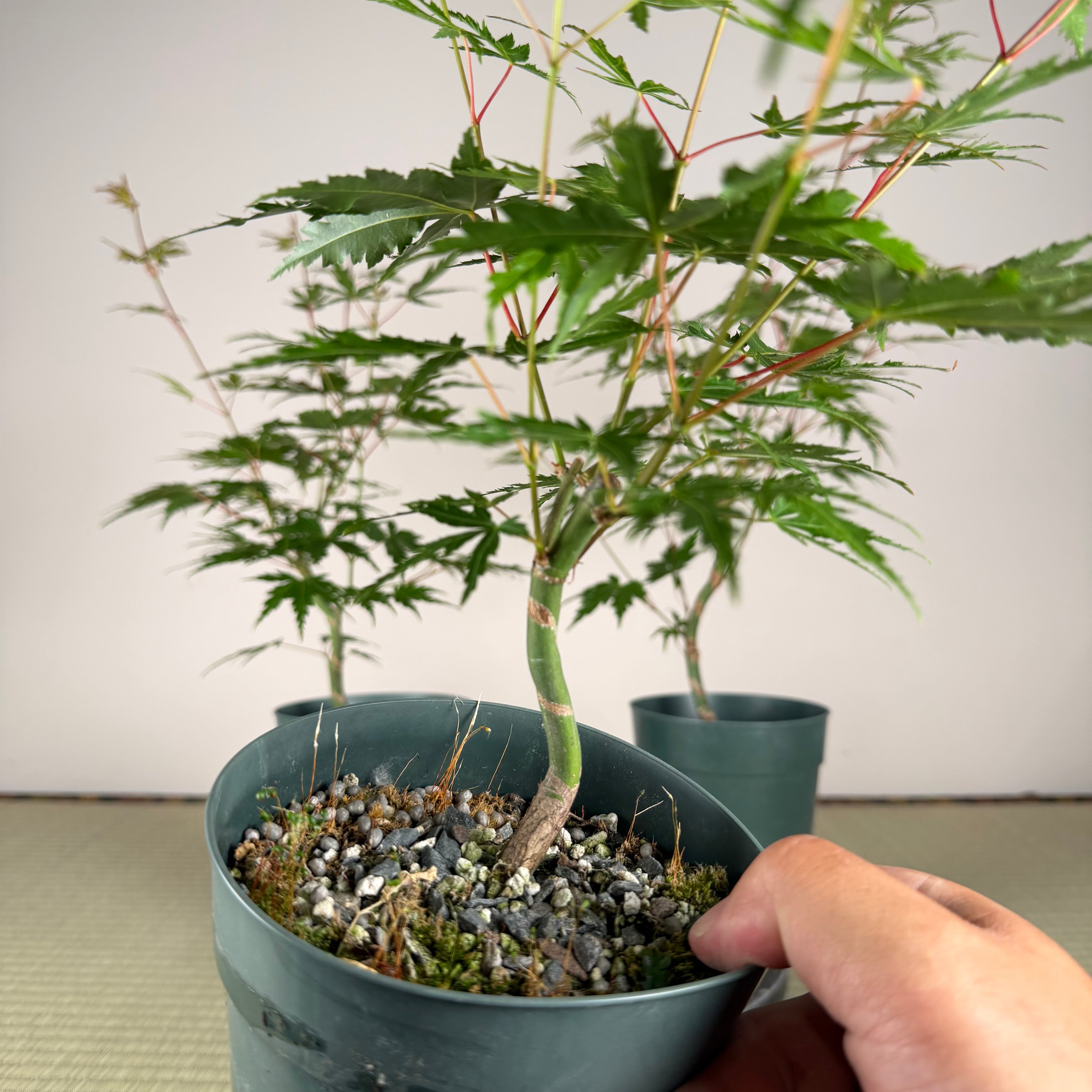 Acer palmatum 'Katsura' (taille réduite)